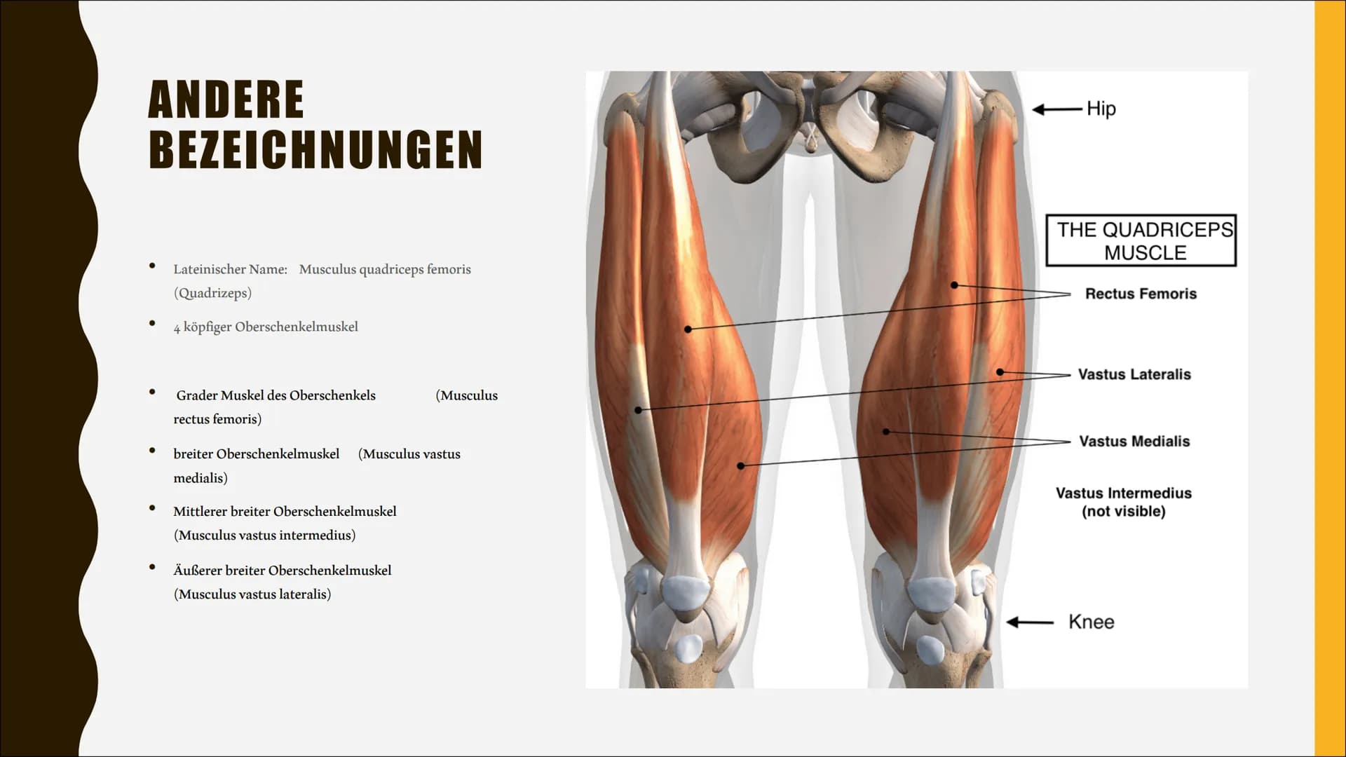 VORDERER
OBERSCHENKEL
MUSKEL
CHARLOTTE & IDA ANDERE
BEZEICHNUNGEN
●
Lateinischer Name: Musculus quadriceps femoris
(Quadrizeps)
4 köpfiger O