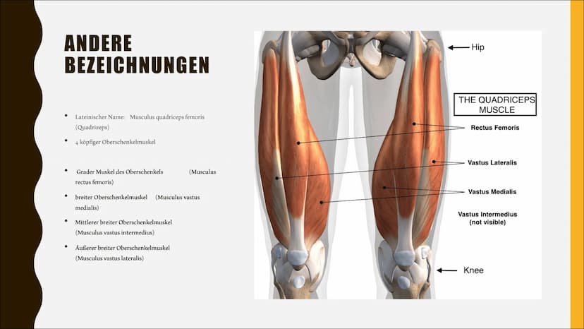 VORDERER
OBERSCHENKEL
MUSKEL
CHARLOTTE & IDA ANDERE
BEZEICHNUNGEN
●
Lateinischer Name: Musculus quadriceps femoris
(Quadrizeps)
4 köpfiger O