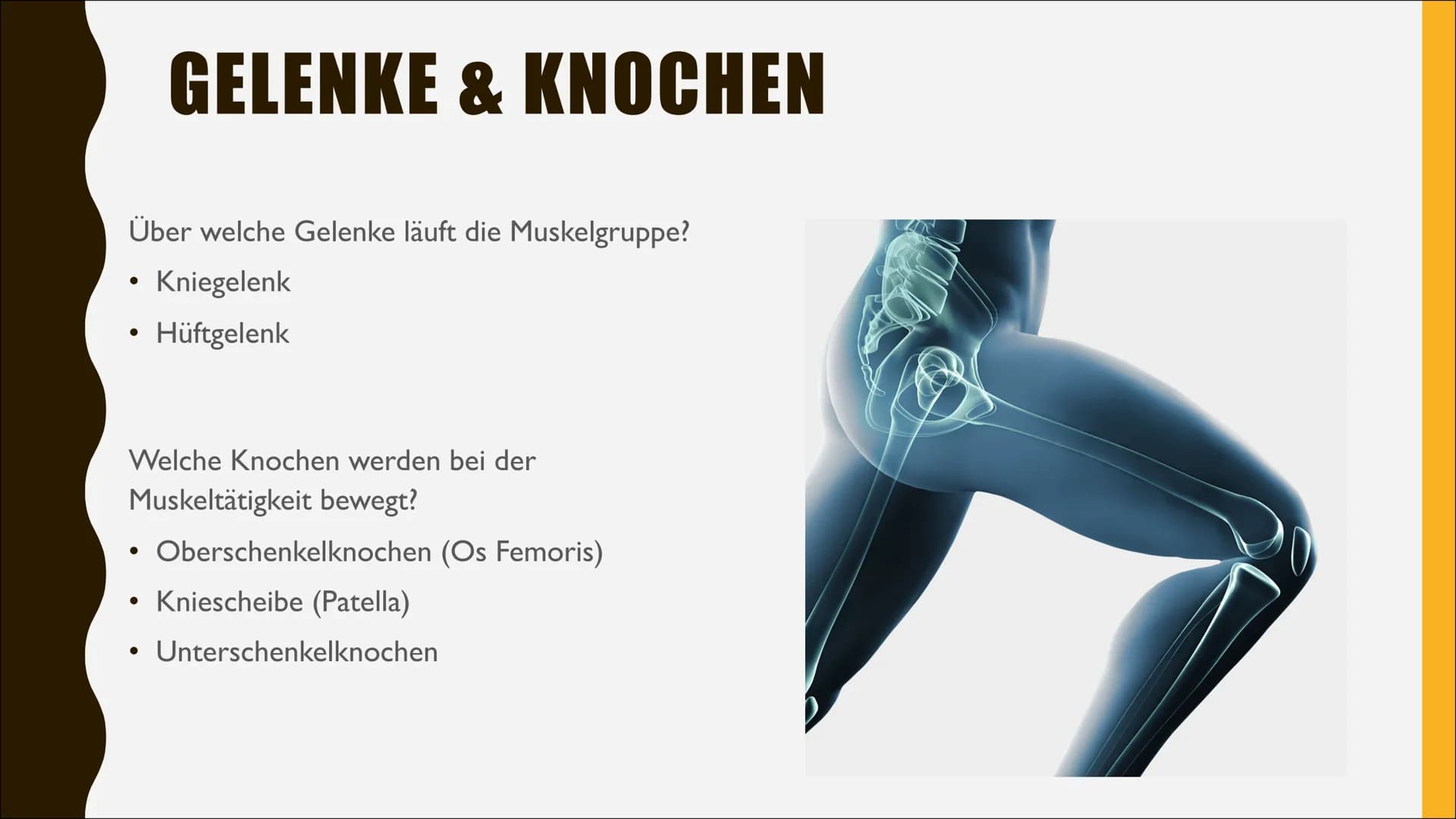 VORDERER
OBERSCHENKEL
MUSKEL
CHARLOTTE & IDA ANDERE
BEZEICHNUNGEN
●
Lateinischer Name: Musculus quadriceps femoris
(Quadrizeps)
4 köpfiger O