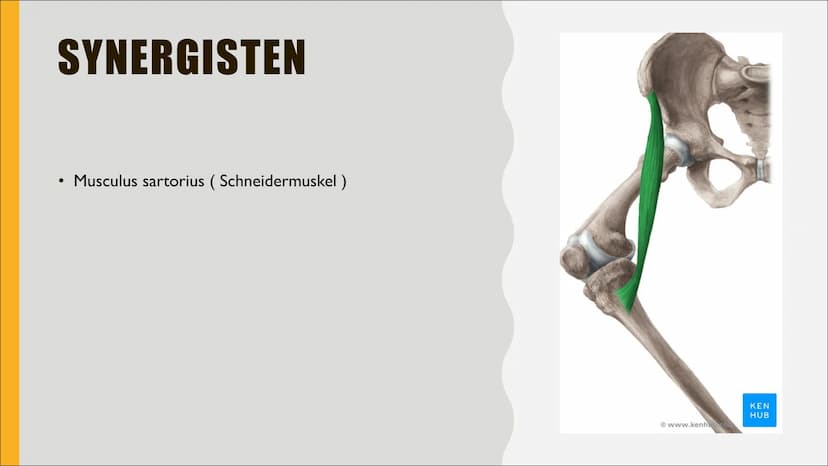 VORDERER
OBERSCHENKEL
MUSKEL
CHARLOTTE & IDA ANDERE
BEZEICHNUNGEN
●
Lateinischer Name: Musculus quadriceps femoris
(Quadrizeps)
4 köpfiger O