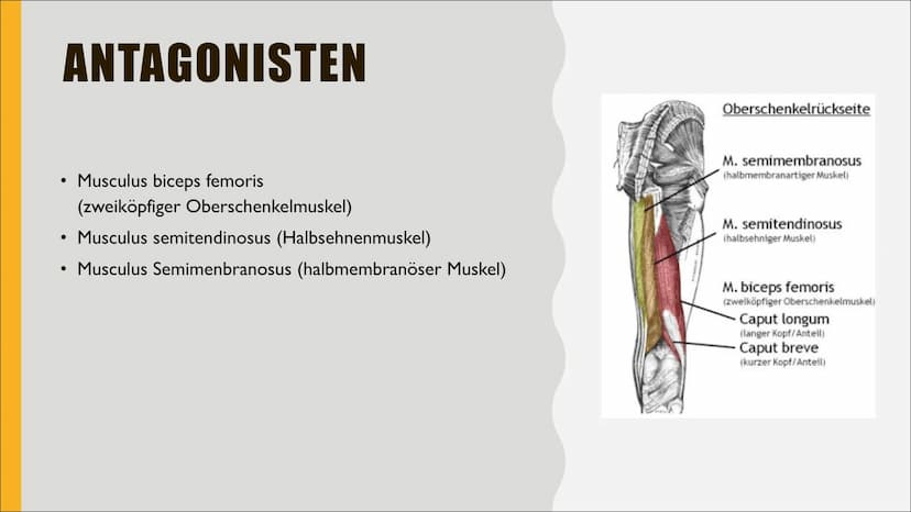 VORDERER
OBERSCHENKEL
MUSKEL
CHARLOTTE & IDA ANDERE
BEZEICHNUNGEN
●
Lateinischer Name: Musculus quadriceps femoris
(Quadrizeps)
4 köpfiger O