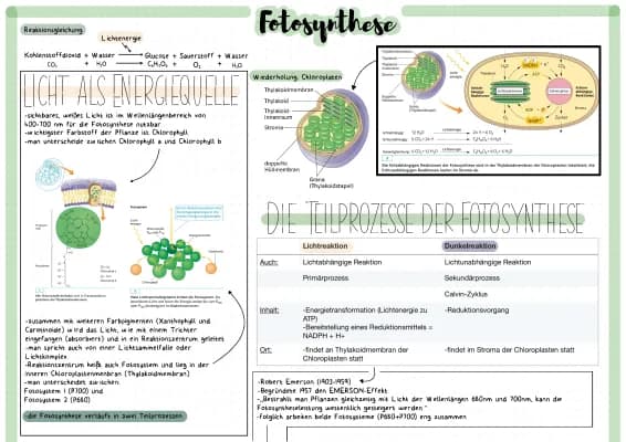 Know Fotosynthese thumbnail