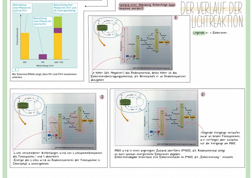 Reaktionsgleichung
Kohlenstoffdioxid + Wasser
CO₂
+ H₂O
Glucose + Sauerstoff + Wasser
C6H₁₂O6 + 0₂ + H₂O
LICHT ALS ENERGIEQUELLE
-sichtbares