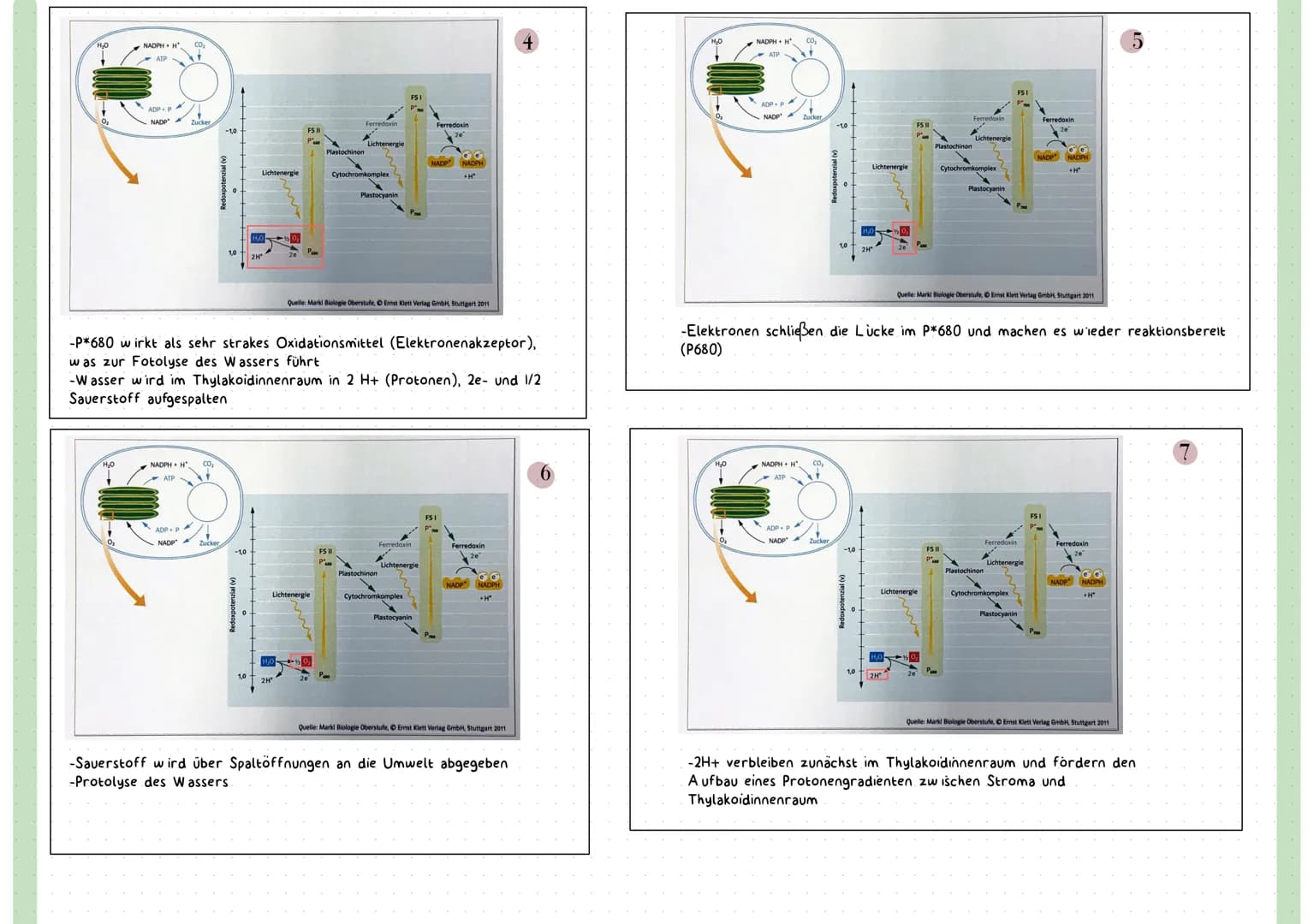 Reaktionsgleichung
Kohlenstoffdioxid + Wasser
CO₂
+ H₂O
Glucose + Sauerstoff + Wasser
C6H₁₂O6 + 0₂ + H₂O
LICHT ALS ENERGIEQUELLE
-sichtbares