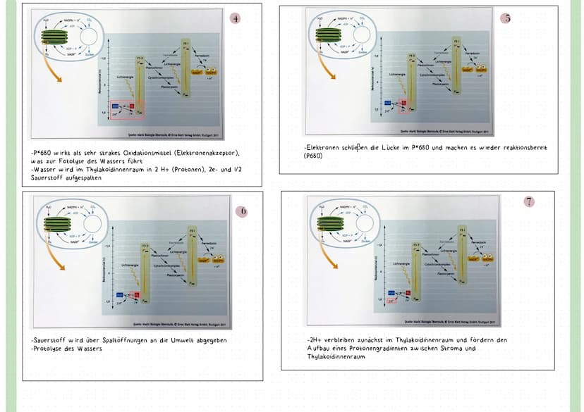 Reaktionsgleichung
Kohlenstoffdioxid + Wasser
CO₂
+ H₂O
Glucose + Sauerstoff + Wasser
C6H₁₂O6 + 0₂ + H₂O
LICHT ALS ENERGIEQUELLE
-sichtbares