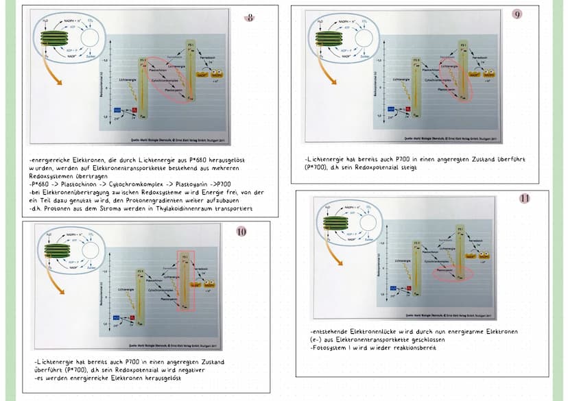 Reaktionsgleichung
Kohlenstoffdioxid + Wasser
CO₂
+ H₂O
Glucose + Sauerstoff + Wasser
C6H₁₂O6 + 0₂ + H₂O
LICHT ALS ENERGIEQUELLE
-sichtbares
