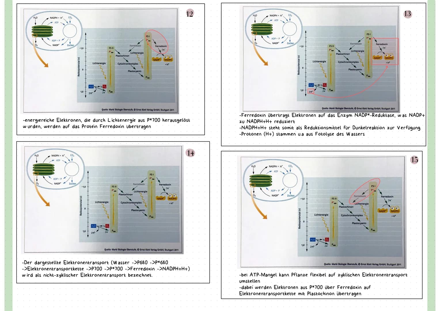 Reaktionsgleichung
Kohlenstoffdioxid + Wasser
CO₂
+ H₂O
Glucose + Sauerstoff + Wasser
C6H₁₂O6 + 0₂ + H₂O
LICHT ALS ENERGIEQUELLE
-sichtbares