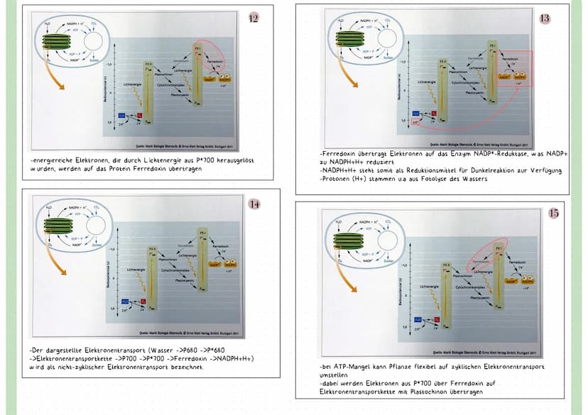 Reaktionsgleichung
Kohlenstoffdioxid + Wasser
CO₂
+ H₂O
Glucose + Sauerstoff + Wasser
C6H₁₂O6 + 0₂ + H₂O
LICHT ALS ENERGIEQUELLE
-sichtbares
