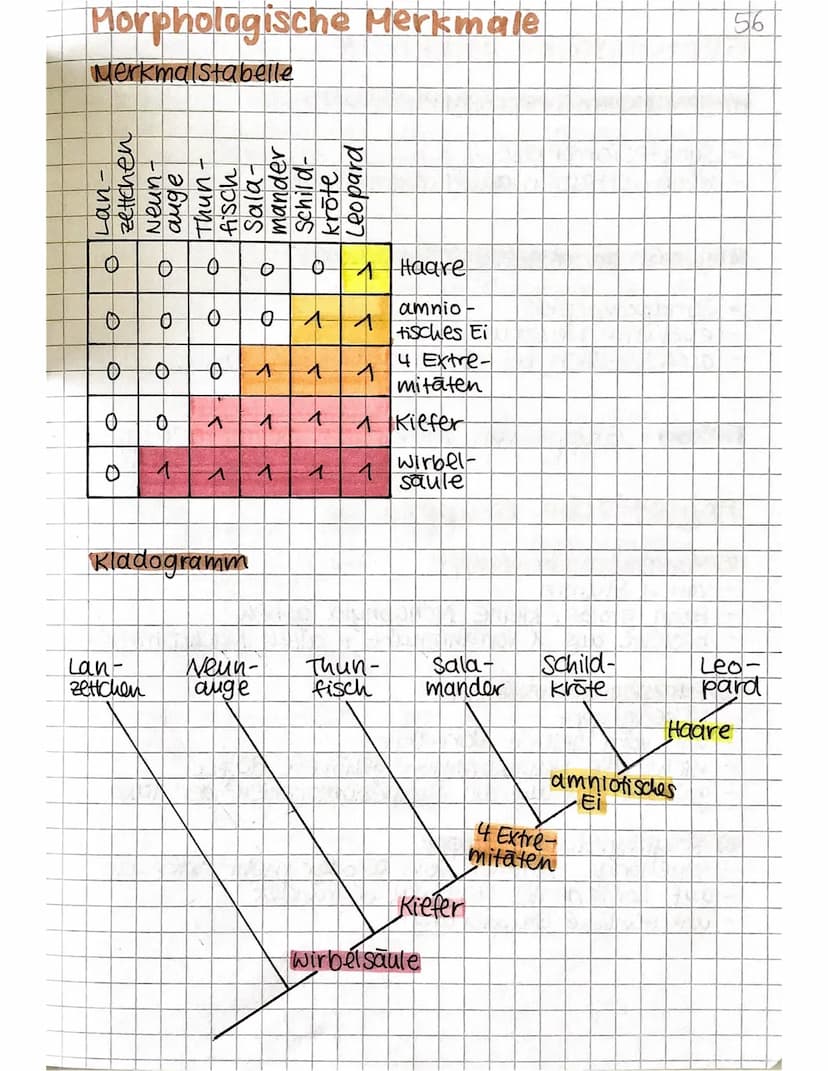 EVOLUTION
Theorien
Carl von Linné
So viele Arten,
wie Gott sie er-
schaffen hat
Arten konstant
Jean-Baptiste de
Lamarck
Arten verandern
sich