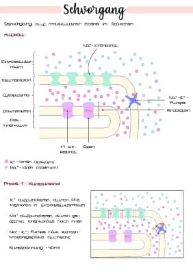 Know Sehvorgang (molekulare Ebene) | Neurobiologie thumbnail