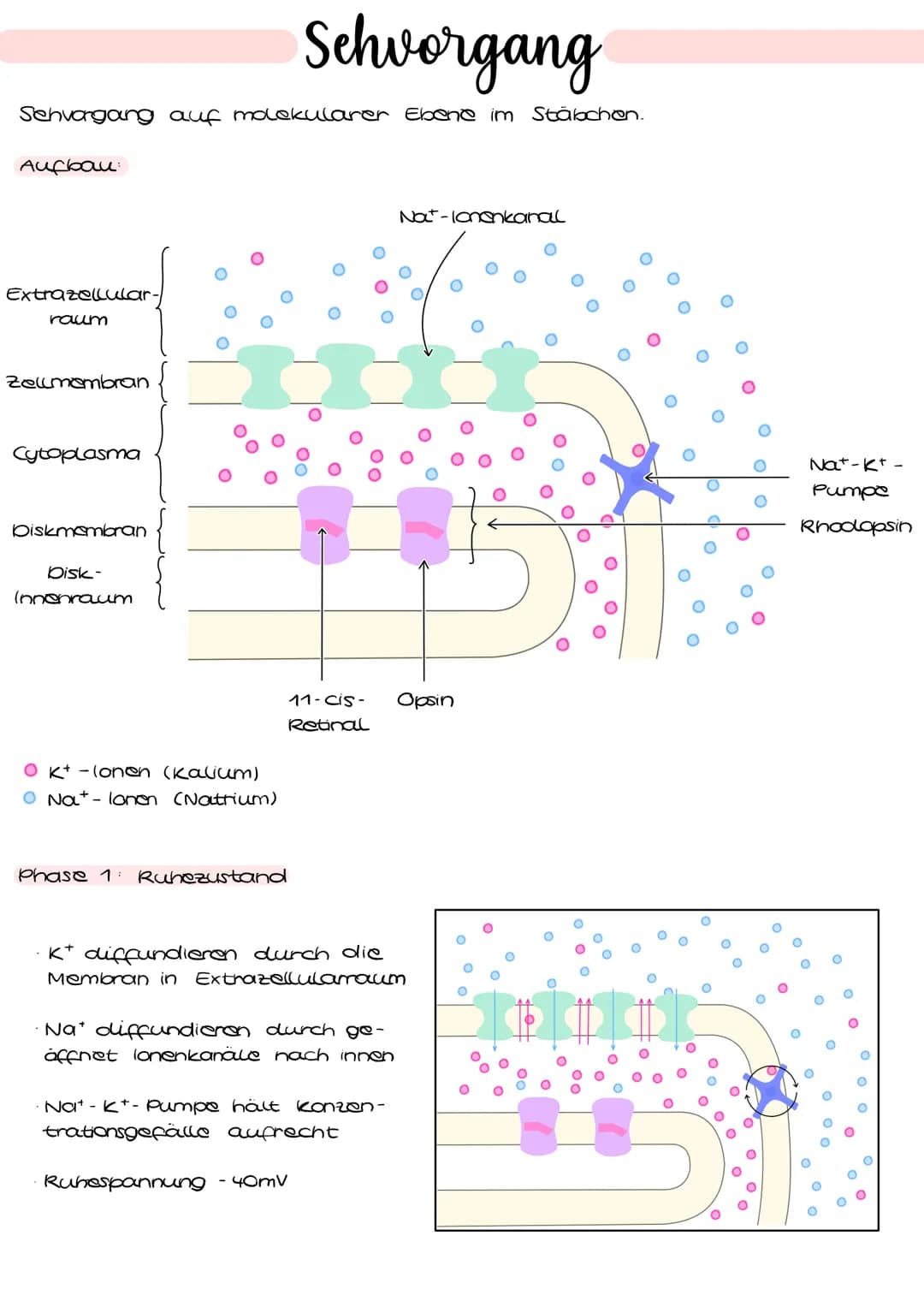 Schvorgang
Sehvorgang auf molekularer Ebene im Stäbchen.
Aufbau:
Extrazellular.
raum
zelmembran
Cytoplasma
Diskmembran
Disk-
Innenraum
O K+-