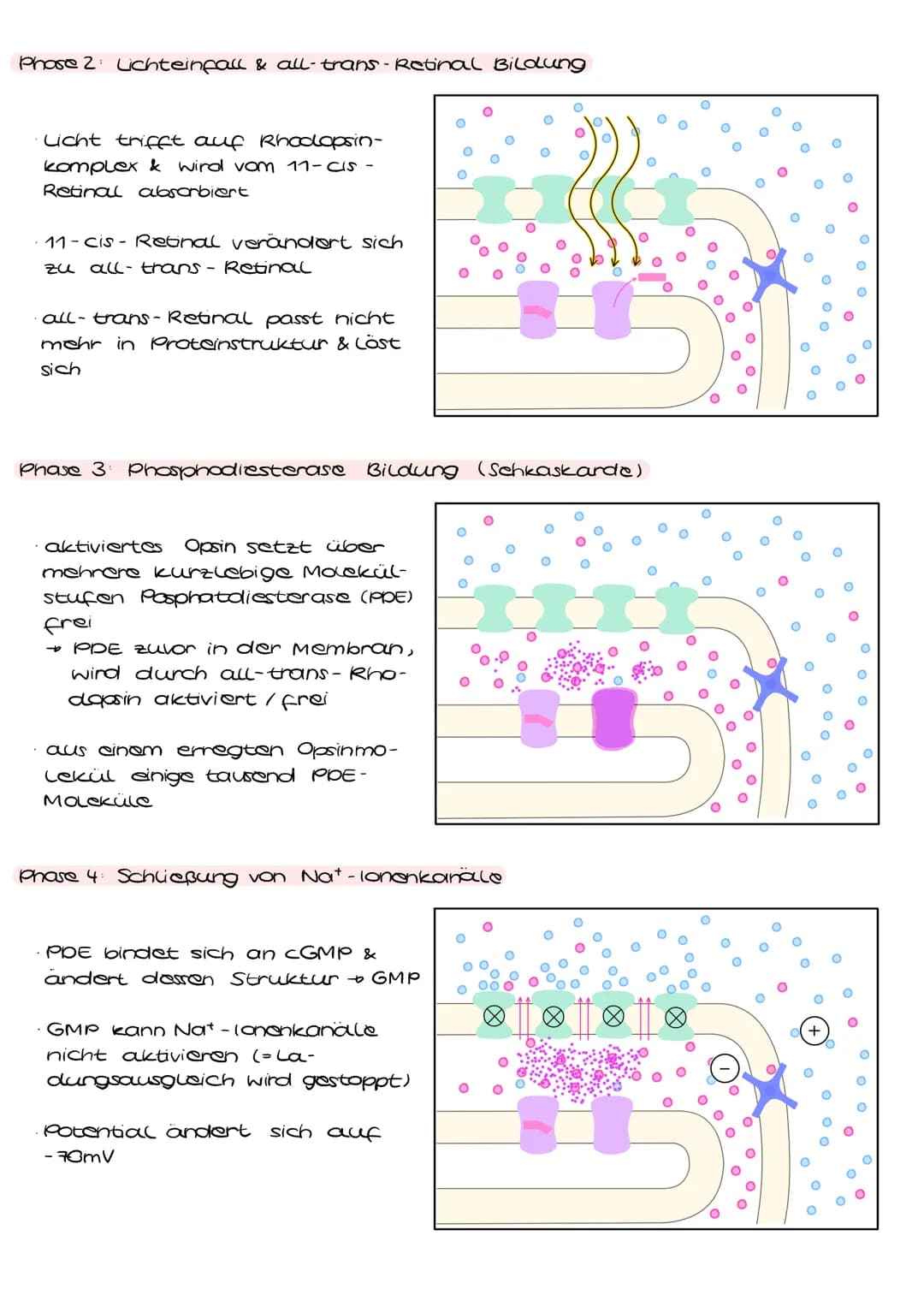 Schvorgang
Sehvorgang auf molekularer Ebene im Stäbchen.
Aufbau:
Extrazellular.
raum
zelmembran
Cytoplasma
Diskmembran
Disk-
Innenraum
O K+-