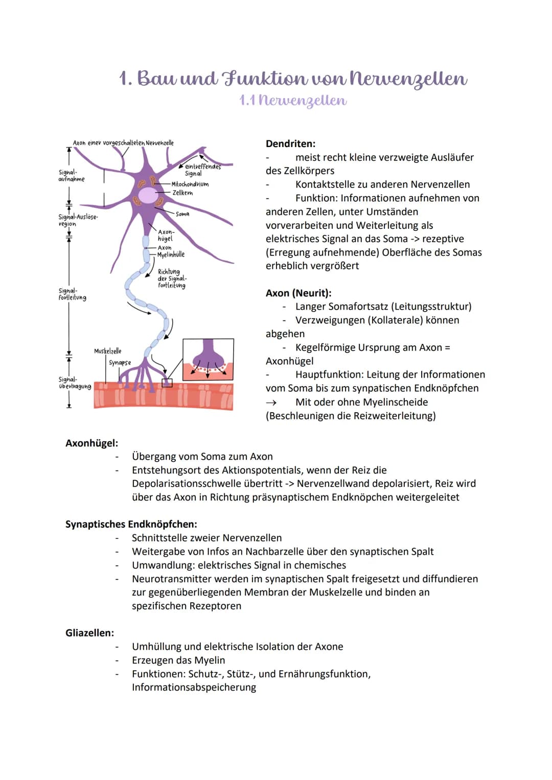 
<h2 id="aufbauundfunktionenvonneuronen">Aufbau und Funktionen von Neuronen</h2>
<p>Die Nervenzelle, auch Neuron genannt, hat verschiedene B