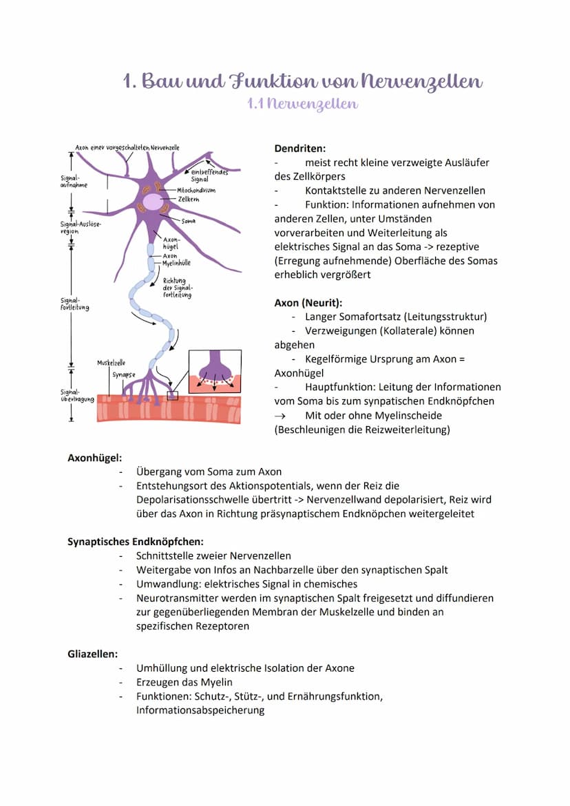 
<h2 id="aufbauundfunktionenvonneuronen">Aufbau und Funktionen von Neuronen</h2>
<p>Die Nervenzelle, auch Neuron genannt, hat verschiedene B