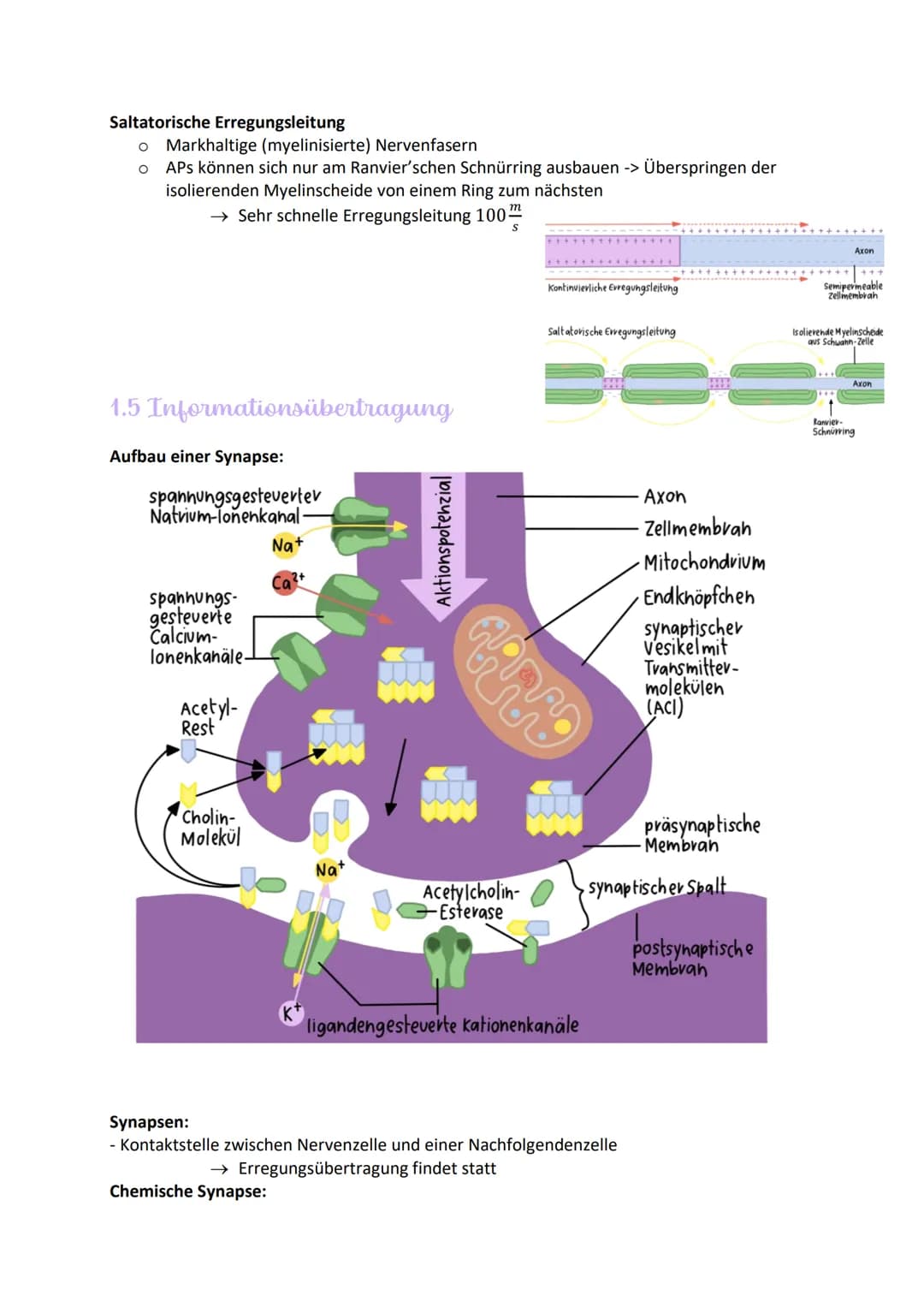 
<h2 id="aufbauundfunktionenvonneuronen">Aufbau und Funktionen von Neuronen</h2>
<p>Die Nervenzelle, auch Neuron genannt, hat verschiedene B