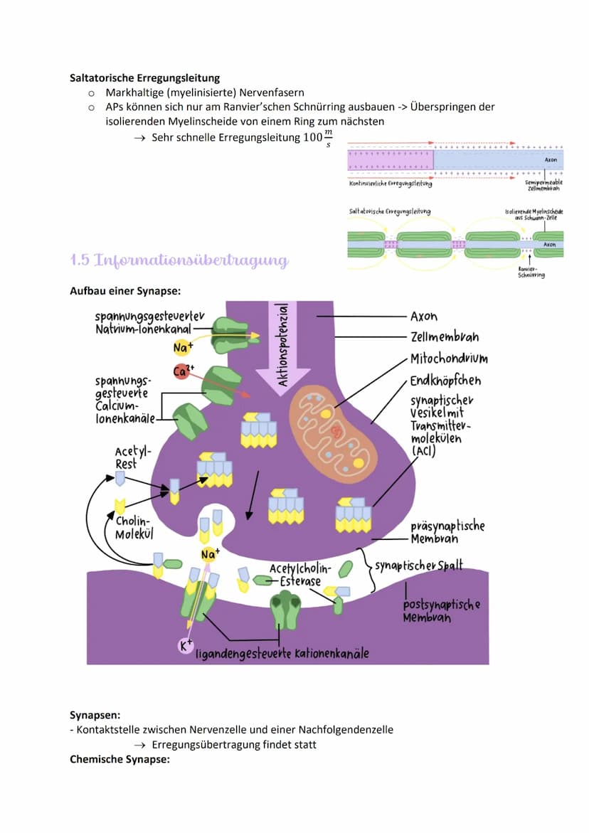 
<h2 id="aufbauundfunktionenvonneuronen">Aufbau und Funktionen von Neuronen</h2>
<p>Die Nervenzelle, auch Neuron genannt, hat verschiedene B