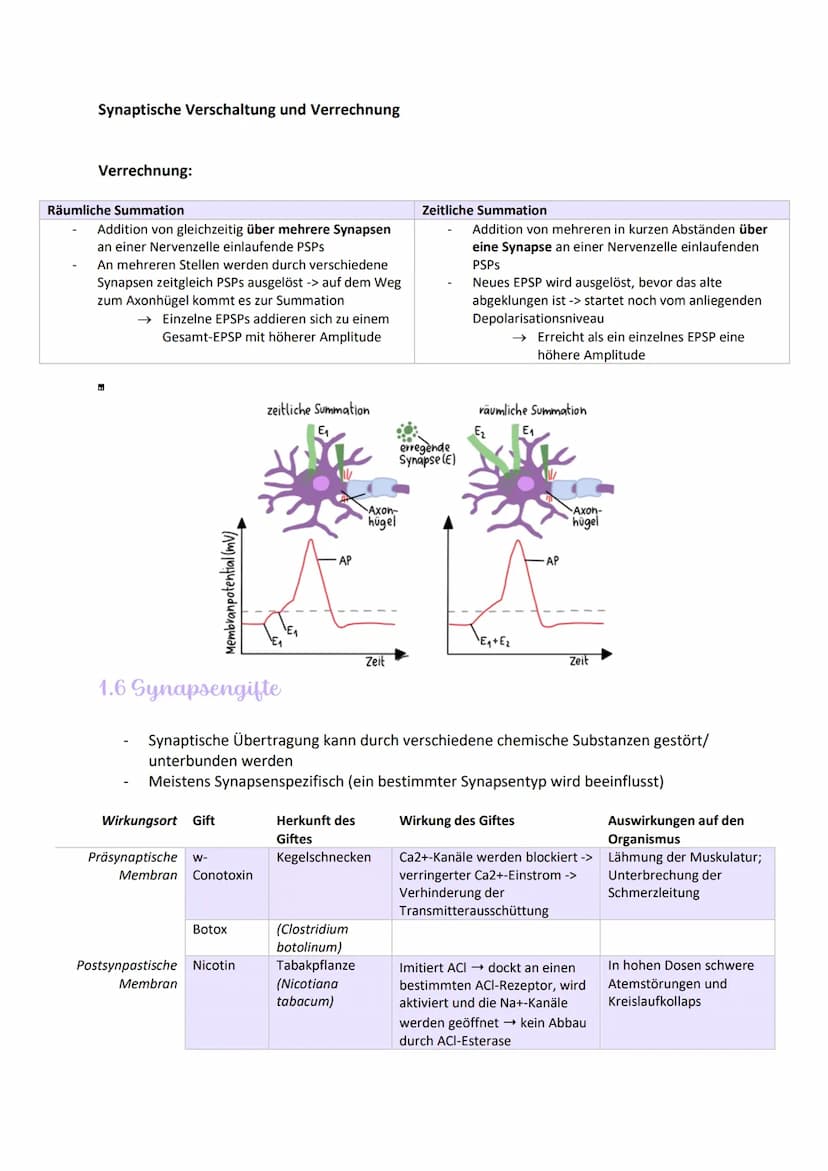 
<h2 id="aufbauundfunktionenvonneuronen">Aufbau und Funktionen von Neuronen</h2>
<p>Die Nervenzelle, auch Neuron genannt, hat verschiedene B