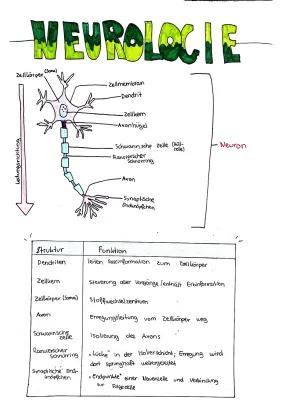 Know Neurologie thumbnail