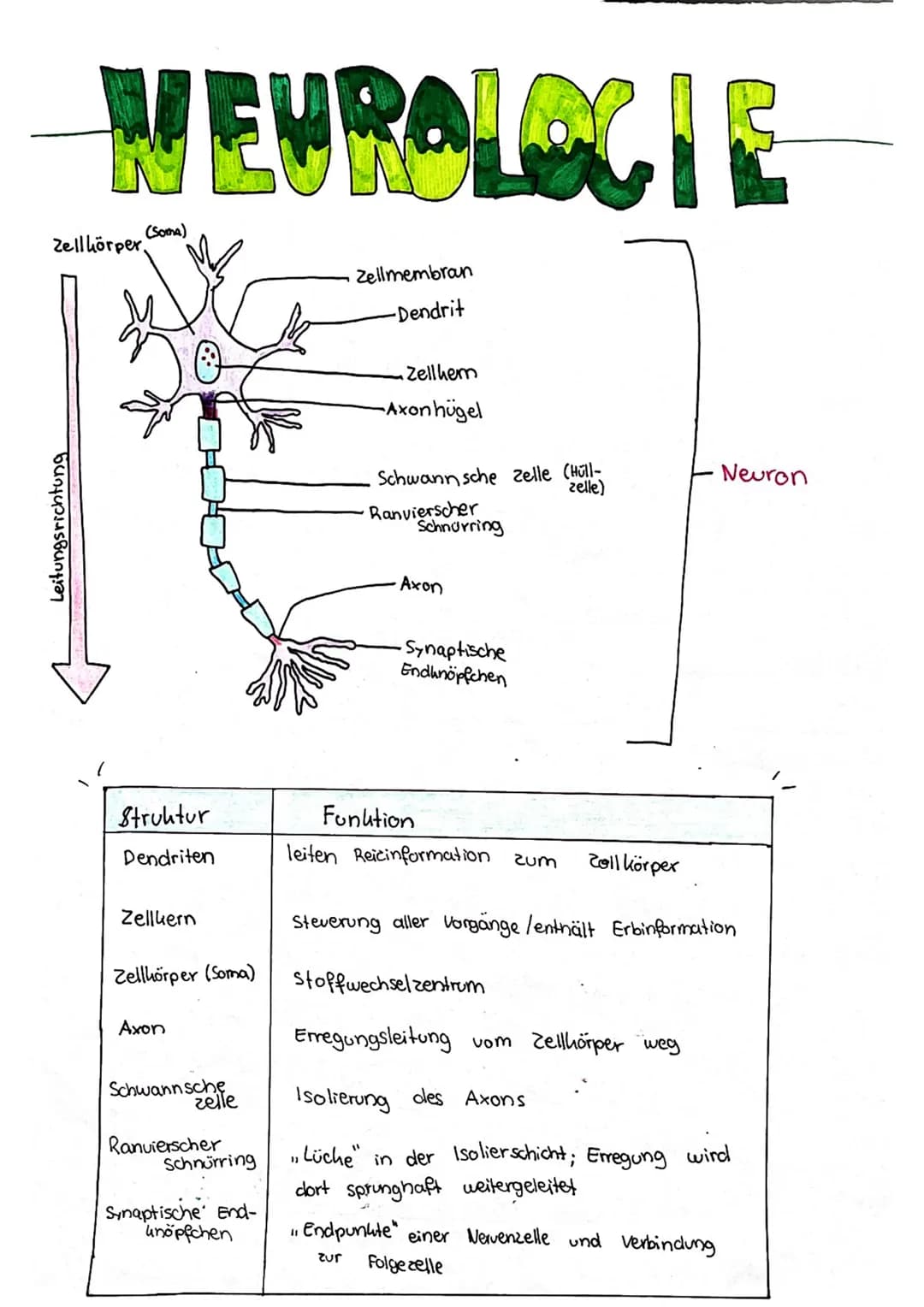 WEUROLOGIE
Leitungsrichtung
(Soma)
Zellkörper,
Struktur
Dendriten
Zellkern
Zellkörper (Soma)
Axon
Schwann sche
zelle
Ranvierscher
Schnürring