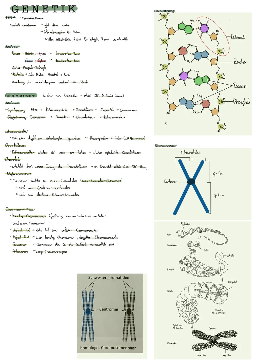 GENETIK
DNA Doxyribonulikinsäure
enthält Erbinformation
Aufbau:
-Basen Adenin; Thymin
Guarin; Cylosin
CHROMOSOMEN:
gibt diese weiter
informa