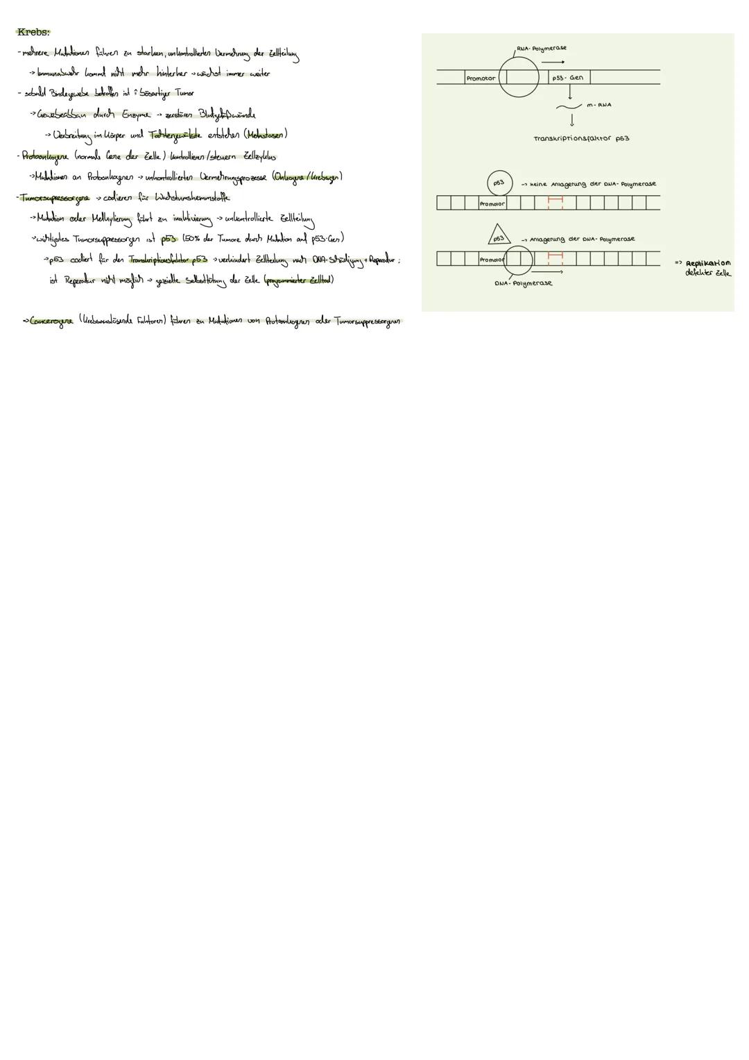 GENETIK
DNA Doxyribonulikinsäure
enthält Erbinformation
Aufbau:
-Basen Adenin; Thymin
Guarin; Cylosin
CHROMOSOMEN:
gibt diese weiter
informa