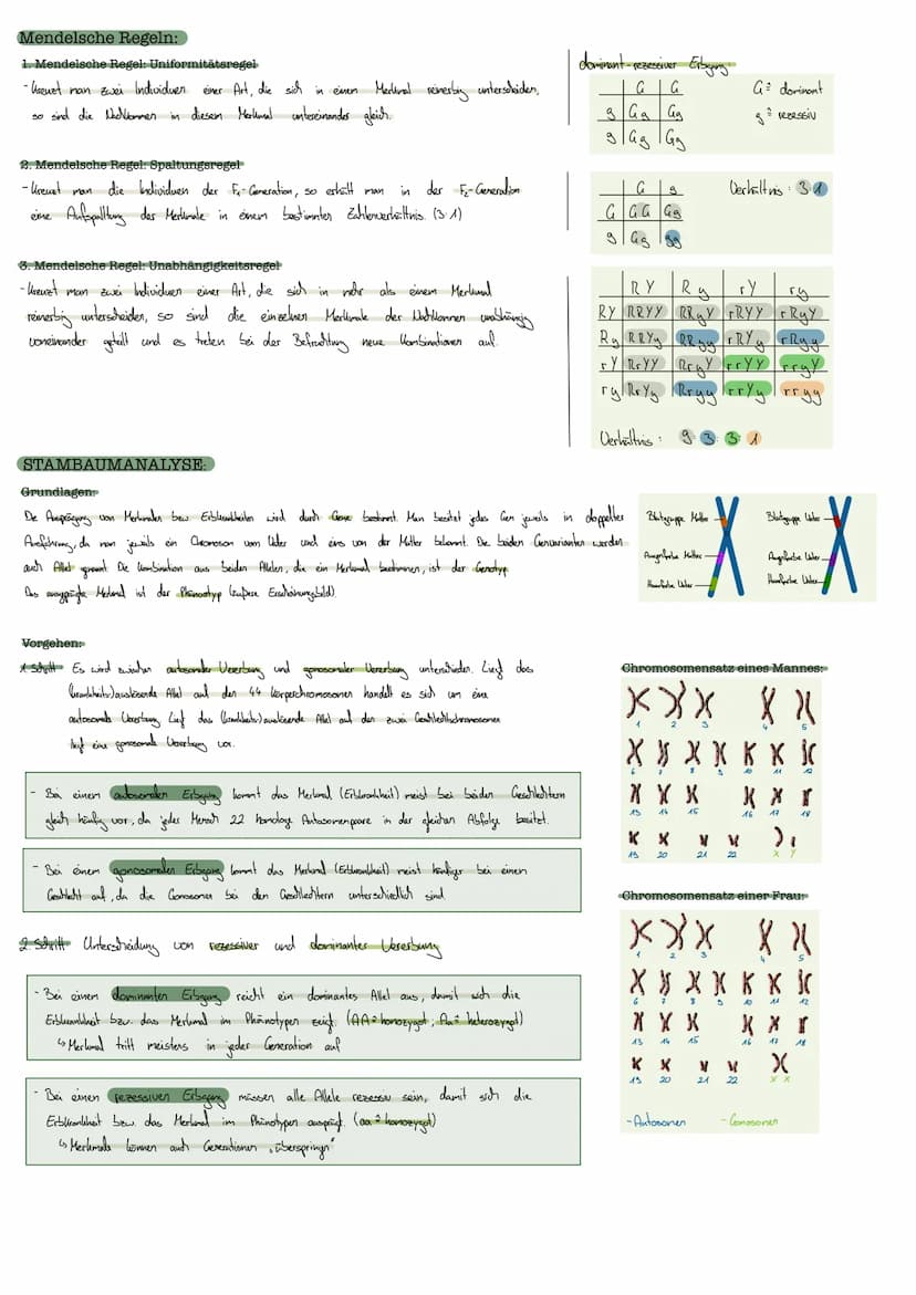 GENETIK
DNA Doxyribonulikinsäure
enthält Erbinformation
Aufbau:
-Basen Adenin; Thymin
Guarin; Cylosin
CHROMOSOMEN:
gibt diese weiter
informa