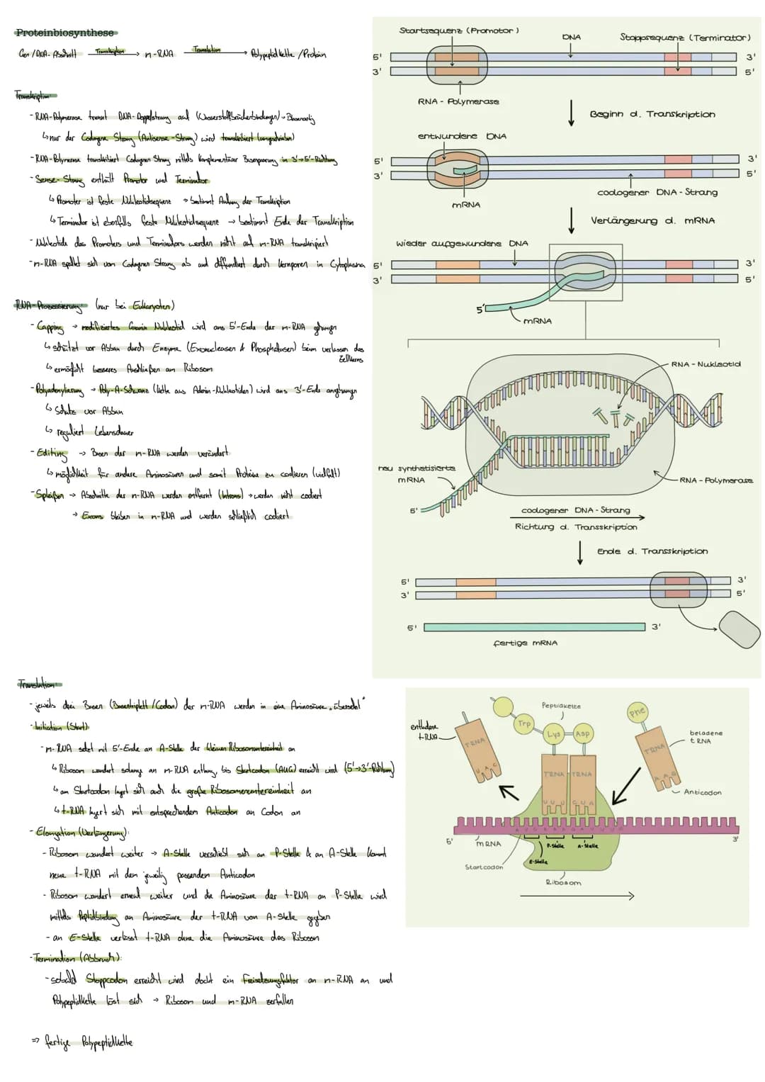 GENETIK
DNA Doxyribonulikinsäure
enthält Erbinformation
Aufbau:
-Basen Adenin; Thymin
Guarin; Cylosin
CHROMOSOMEN:
gibt diese weiter
informa