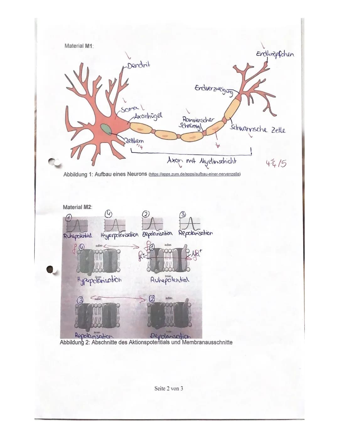 
<h2 id="neurophysiologie">Neurophysiologie</h2>
<h3 id="beschreibungdesaufbauseinernervenzelle">Beschreibung des Aufbaus einer Nervenzelle<