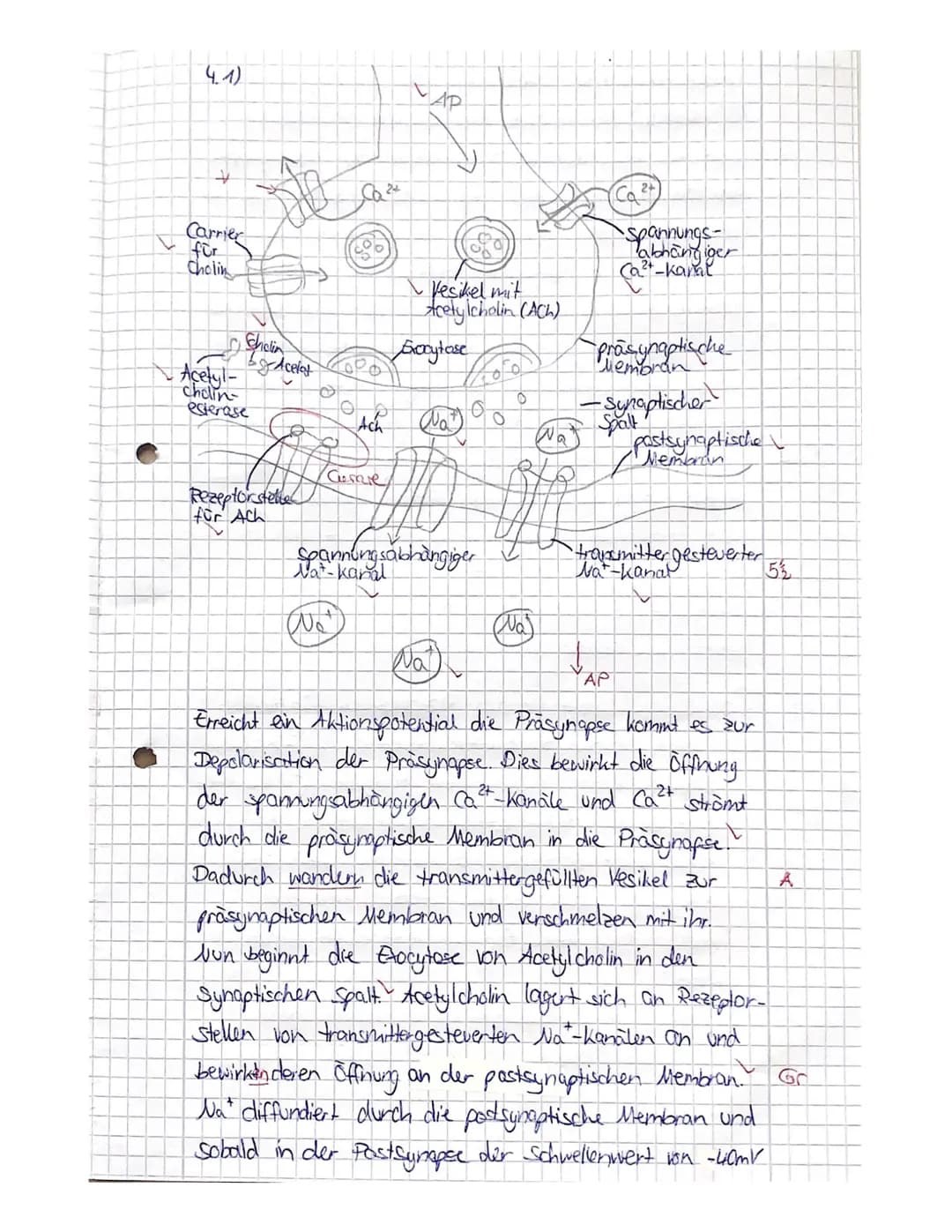 
<h2 id="neurophysiologie">Neurophysiologie</h2>
<h3 id="beschreibungdesaufbauseinernervenzelle">Beschreibung des Aufbaus einer Nervenzelle<