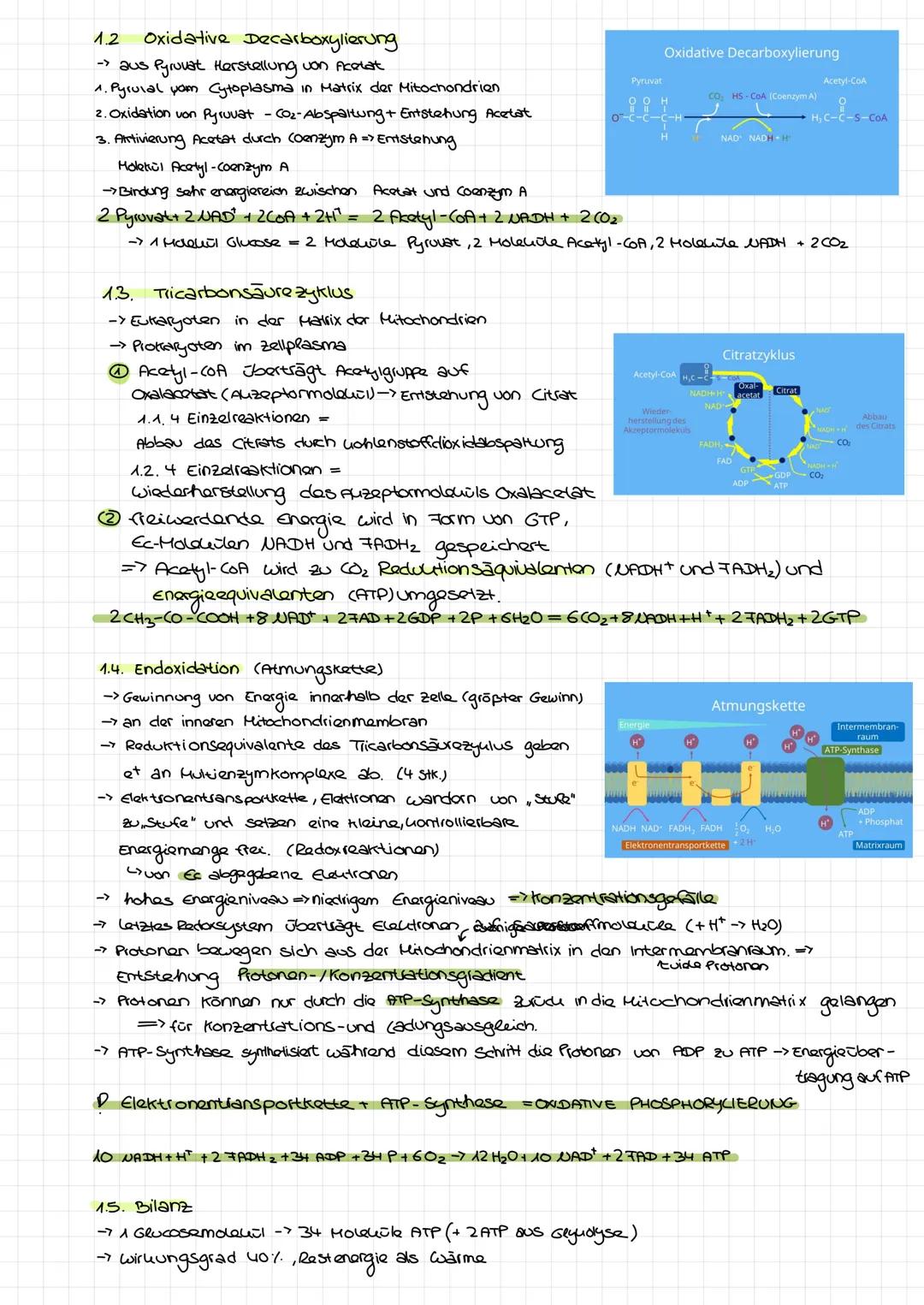 kennzettel Piologie
Allgemein:
ATP(Adenosintriphosphat)
→ nutzbare Energie
→→ Dukleotid mit 3 Phosphalgruppen
→Bindung der 2. & 3. Sehr ener
