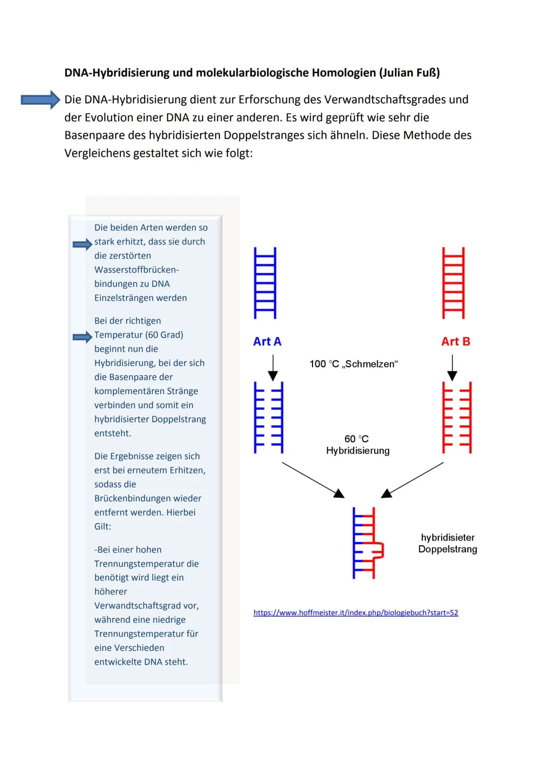 DNA-Hybridisierung und molekularbiologische Homologien (Julian Fuß)
Die DNA-Hybridisierung dient zur Erforschung des Verwandtschaftsgrades u