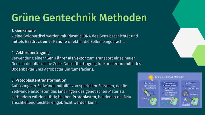 Grüne Gentechnik Gliederung
• Was ist Grüne Gentechnik?
• Grüne Gentechnik Methoden
• Fallbeispiel: Golden Rice
●
• Vor- & Nachteile von Grü