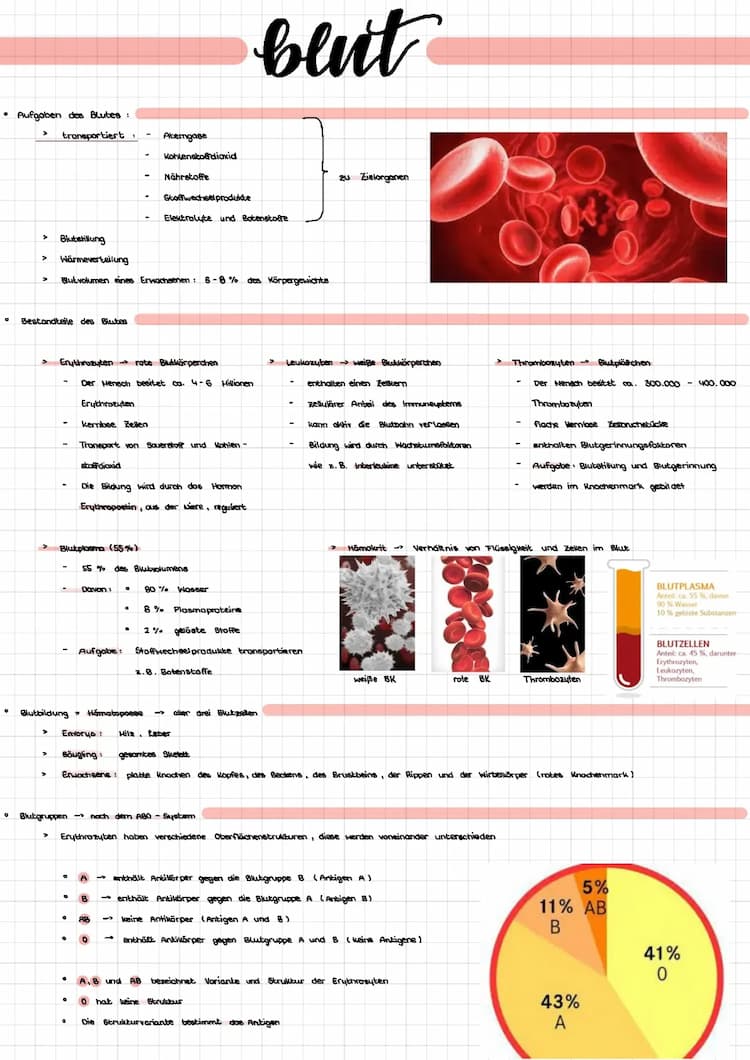 Know Lernzettel Blut  thumbnail