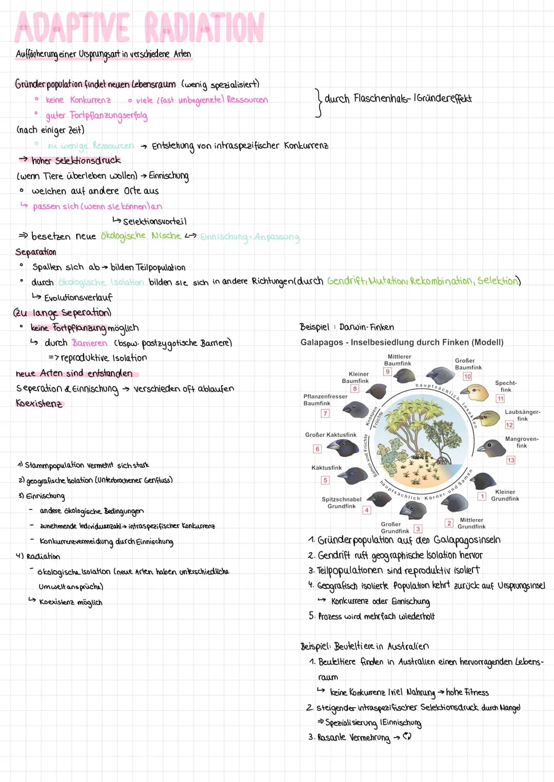 ADAPTIVE RADIATION
Auffächerung einer Ursprungsart in verschiedene Arten
Gründer population findet neuen Lebensraum (wenig spezialisiert)
ke