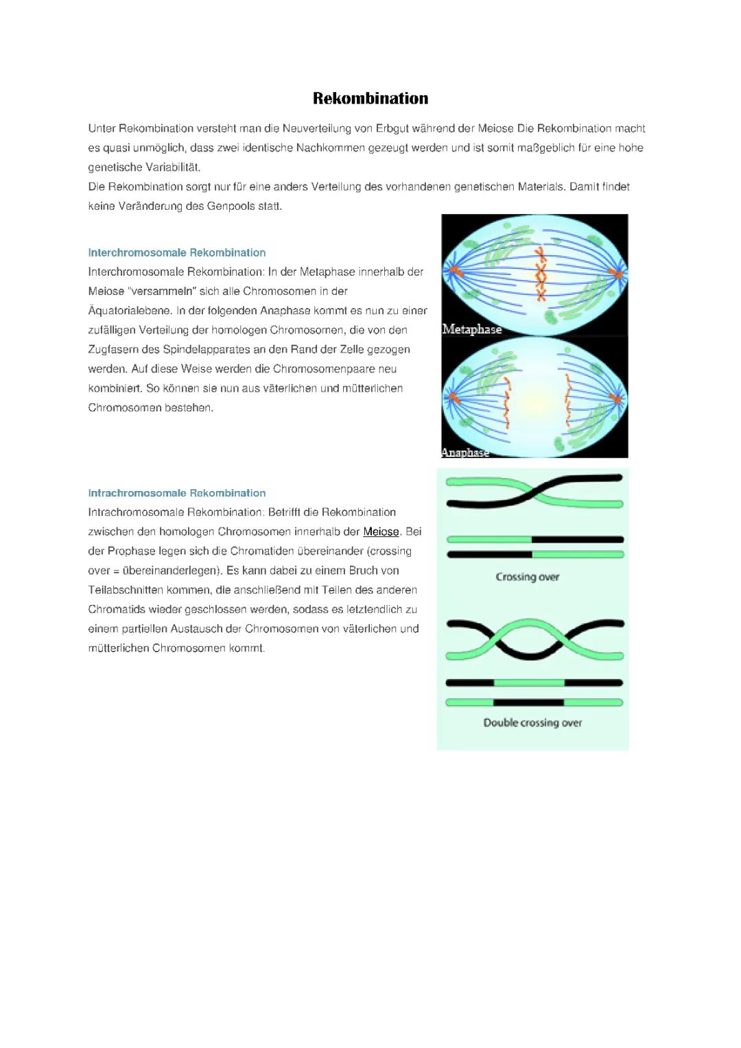 Rekombination einfach erklärt: Intrachromosomale und Interchromosomale Rekombination in der Evolution