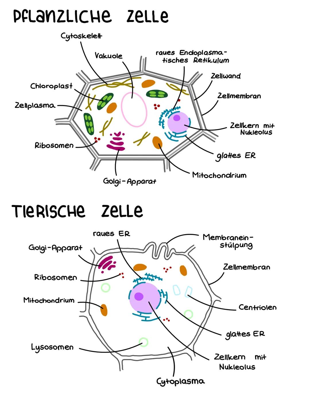 # PFLANZLICHE ZELLE

Cytoskelett

Vakuole

Chloroplast

Zellplasma

Ribosomen

Golgi-Apparat

# TIERISCHE ZELLE

Golgi-Apparat

raues ER

Ri