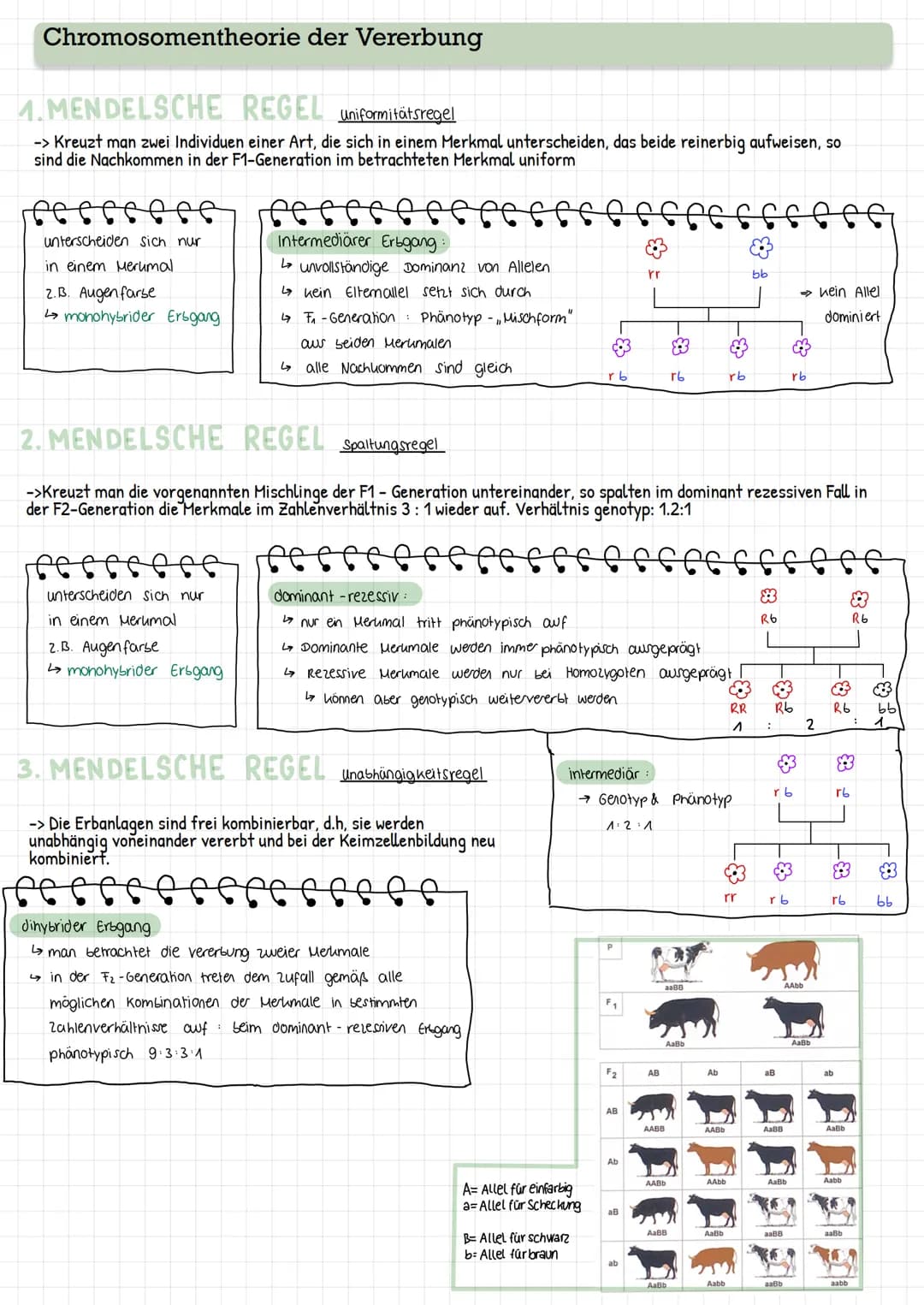 Chromosomentheorie der Vererbung
1.MENDELSCHE REGEL uniformitätsregel
-> Kreuzt man zwei Individuen einer Art, die sich in einem Merkmal unt