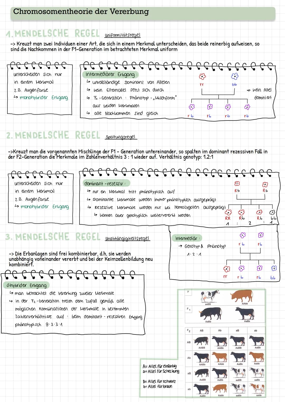 Chromosomentheorie der Vererbung
1.MENDELSCHE REGEL uniformitätsregel
-> Kreuzt man zwei Individuen einer Art, die sich in einem Merkmal unt