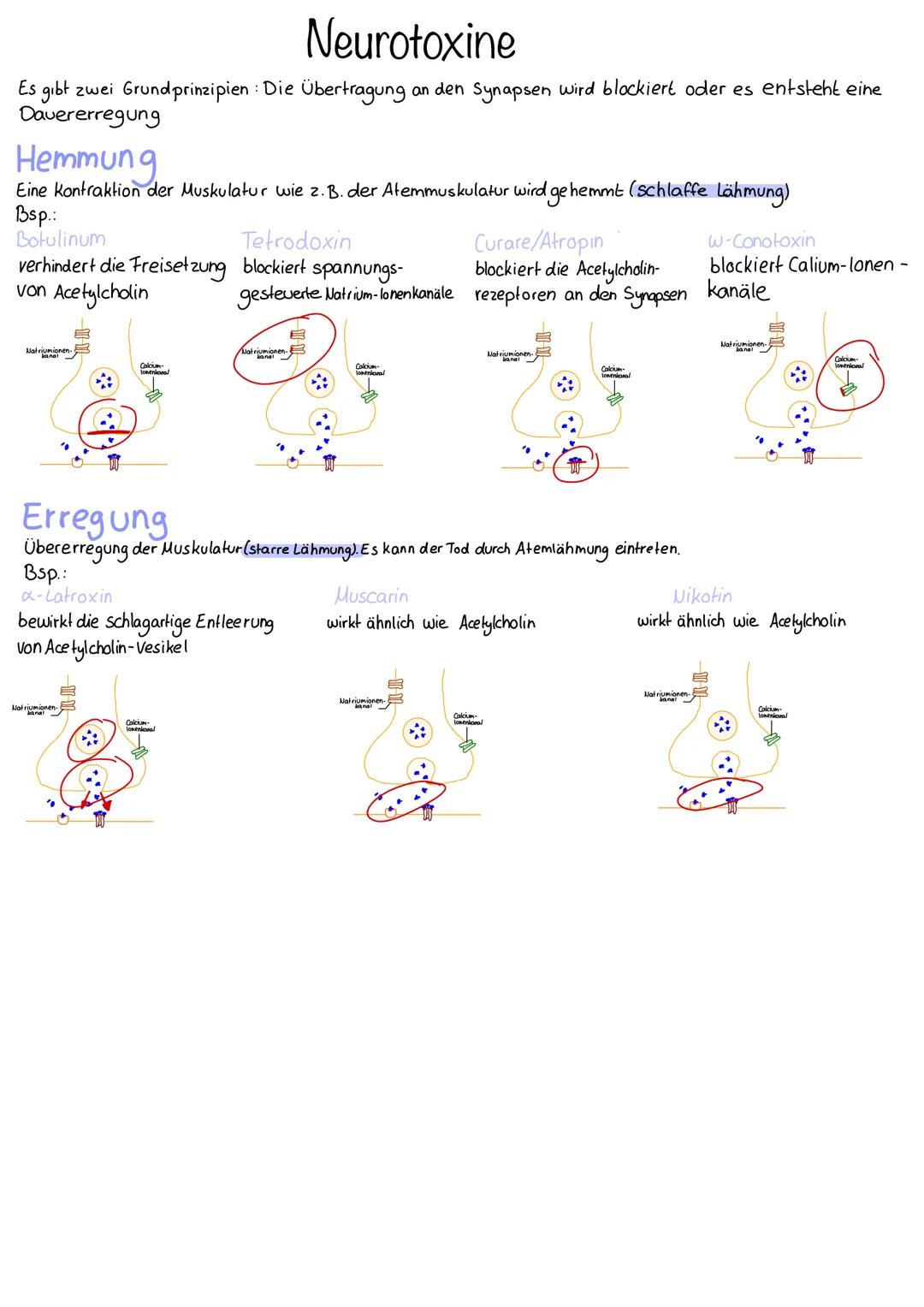 Neurotoxine
Es gibt zwei Grundprinzipien: Die Übertragung an den Synapsen wird blockiert oder es entsteht eine
Dauererregung
Hemmung
Eine Ko