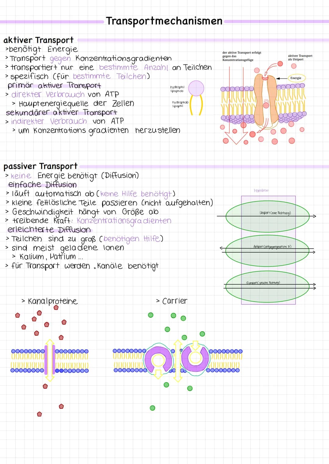 Tierzelle
Mitochondrien
Ribosomen
Die Zelle
raues Endoplasmatisches Retikulum
glattes Endoplasmatisches Retikulum
Zell membran
Golgiapparat

