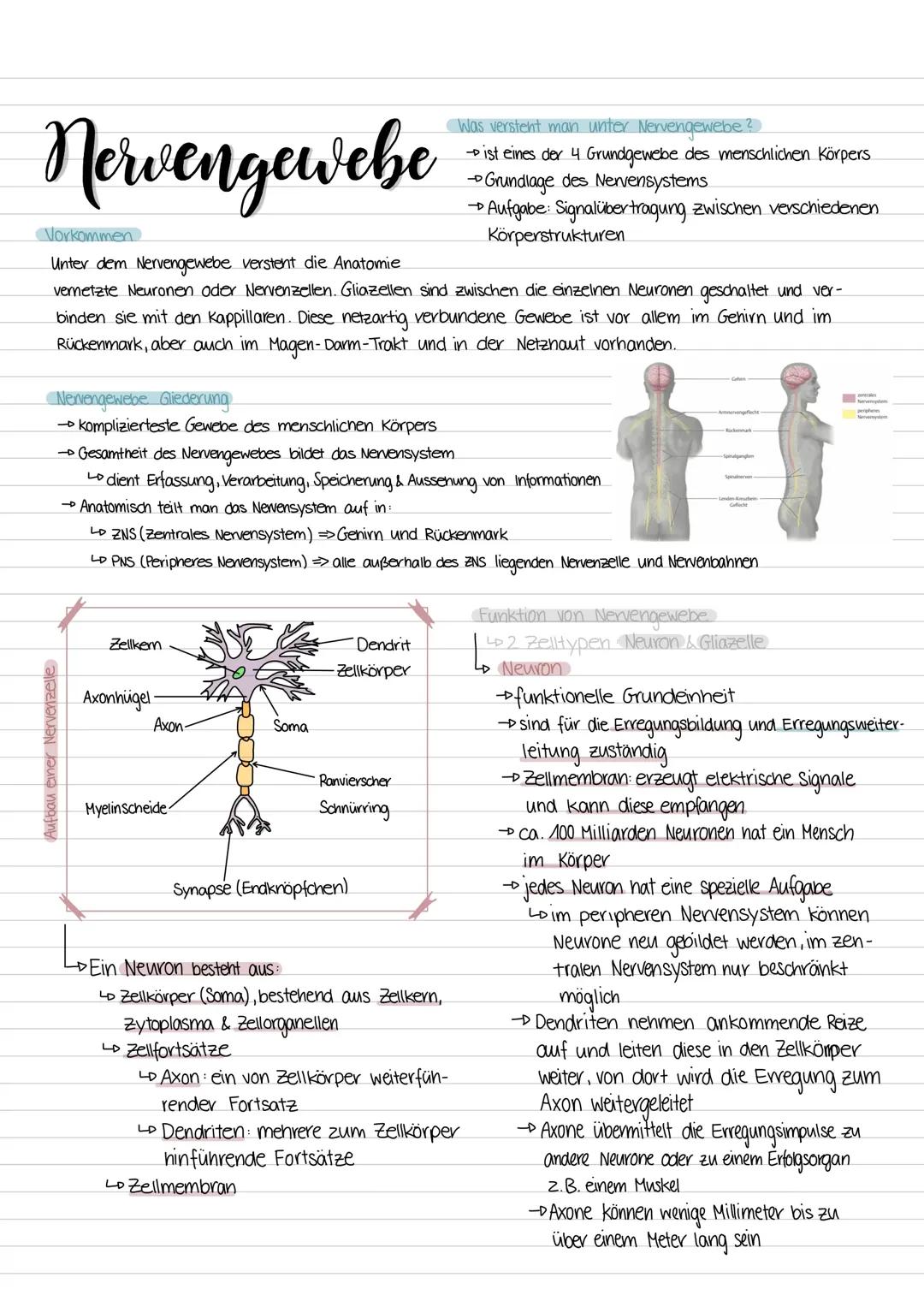 Nervengewebe und Anatomie des Gehirns 