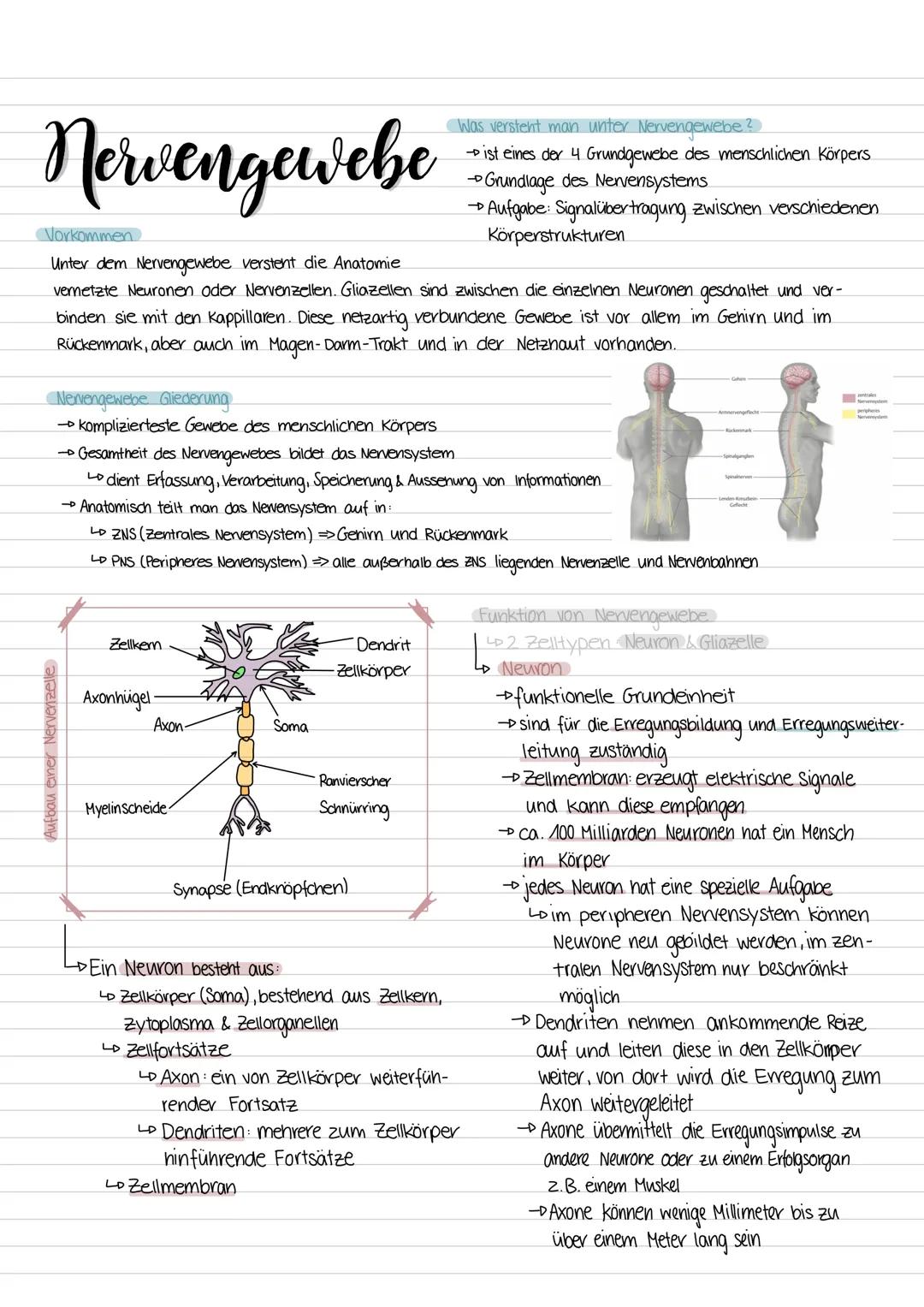 Nervengewebe
Vorkommen
Unter dem Nervengewebe verstent die Anatomie
vernetzte Neuronen oder Nervenzellen. Gliazellen sind zwischen die einze