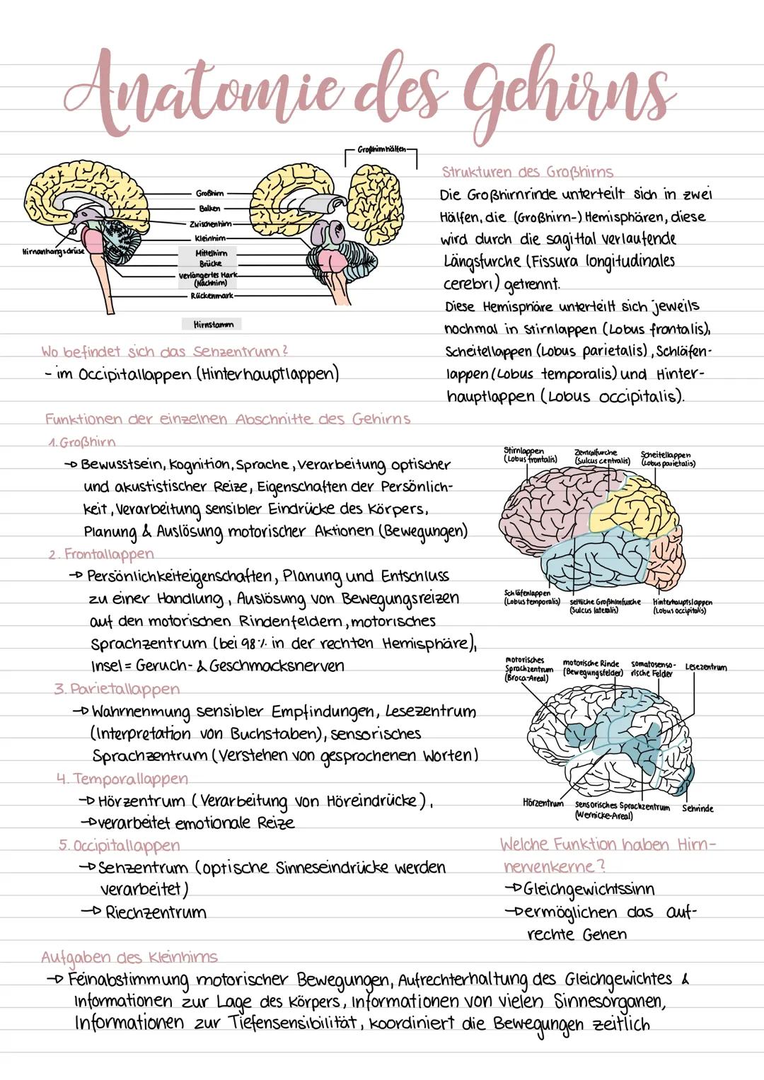 Nervengewebe
Vorkommen
Unter dem Nervengewebe verstent die Anatomie
vernetzte Neuronen oder Nervenzellen. Gliazellen sind zwischen die einze