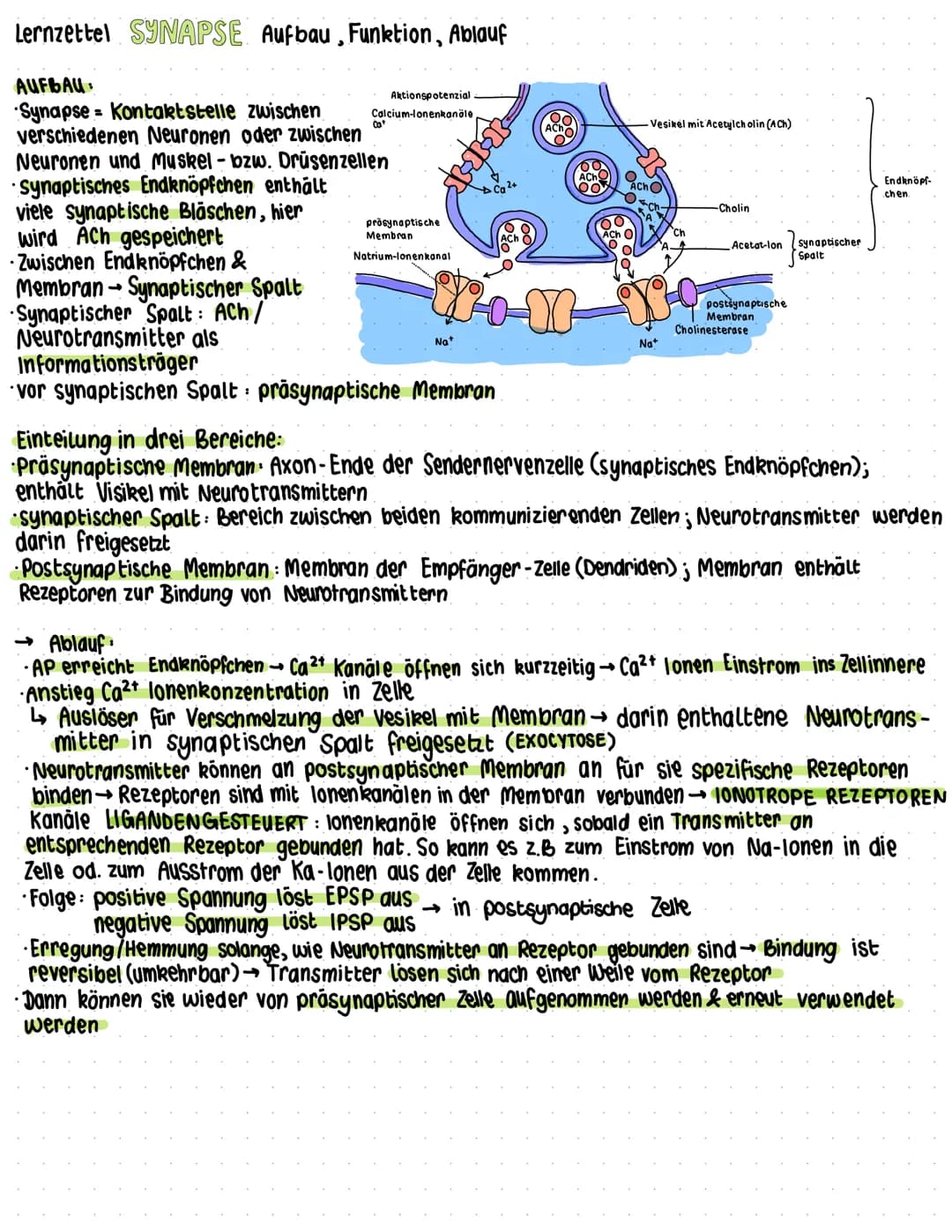 Lernzettel SYNAPSE Aufbau, Funktion, Ablauf
AUFBAU
Synapse Kontaktstelle zwischen
verschiedenen Neuronen oder zwischen
Neuronen und Muskel- 