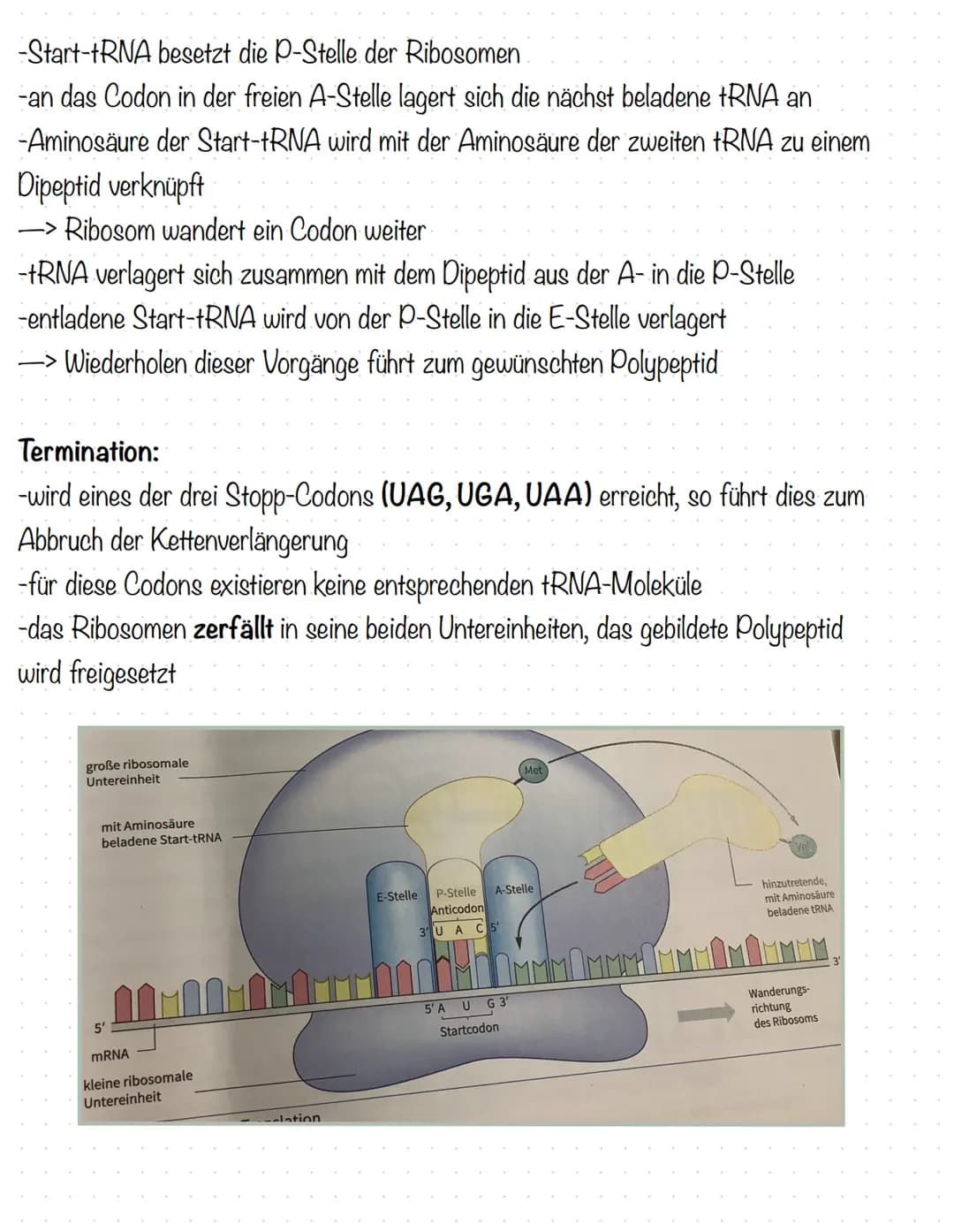 Humangenetik
Stammbaumanalysen:
-Genotypenzuordnung bei gegebenen Phänotypen
1. Dominant oder rezessiv?
2. Autosomal oder gonosomal?
→> bei 