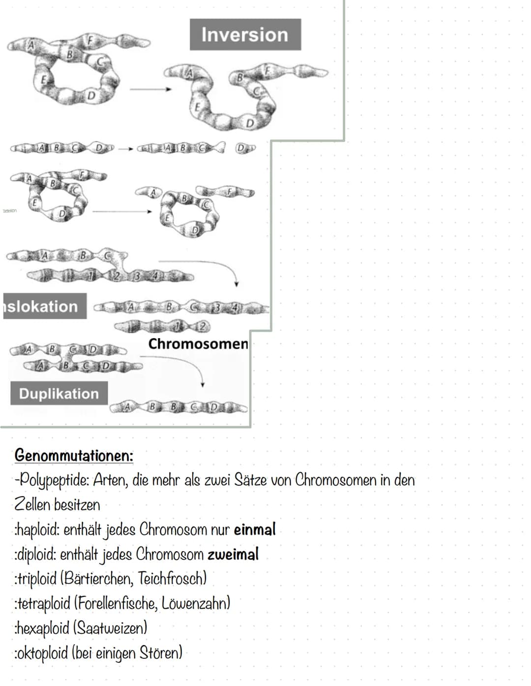 Humangenetik
Stammbaumanalysen:
-Genotypenzuordnung bei gegebenen Phänotypen
1. Dominant oder rezessiv?
2. Autosomal oder gonosomal?
→> bei 