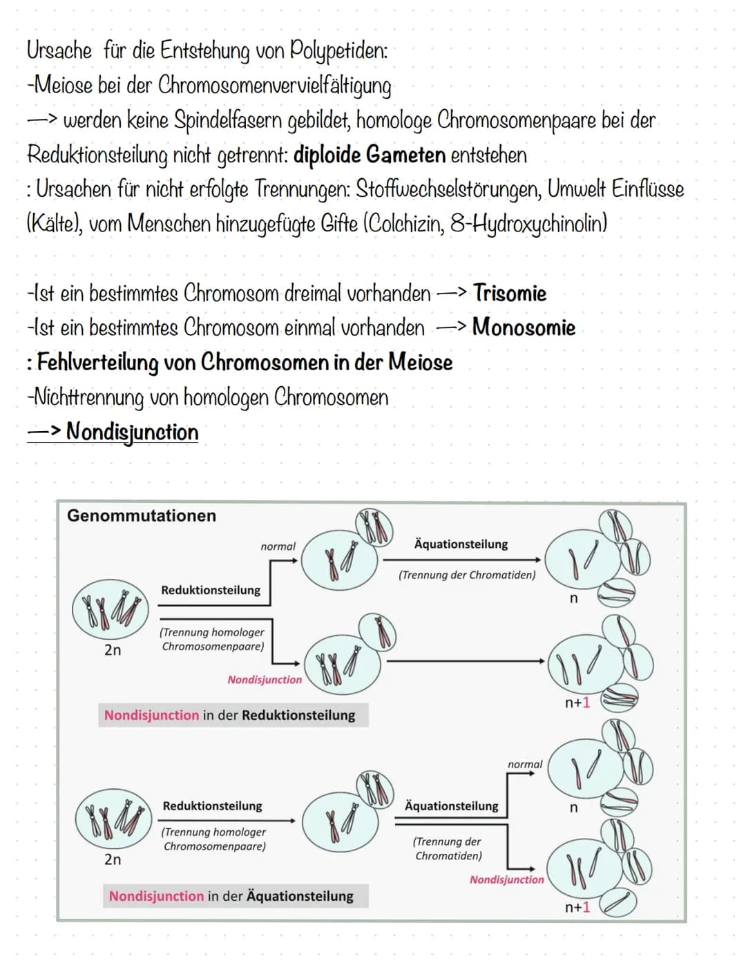Humangenetik
Stammbaumanalysen:
-Genotypenzuordnung bei gegebenen Phänotypen
1. Dominant oder rezessiv?
2. Autosomal oder gonosomal?
→> bei 