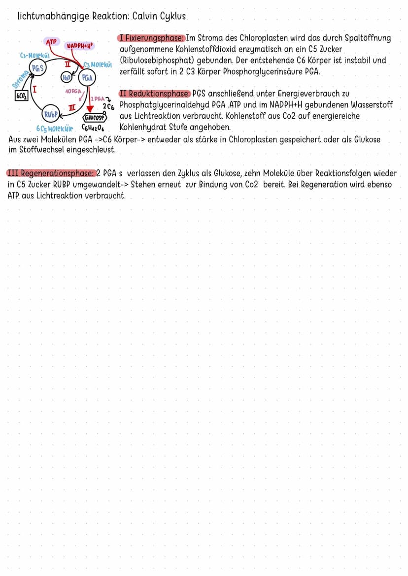 Stoff und
Enchgiewechsel autotroph
aus energiearmen
anorganischer Stoffe.
Foto synthese
mit Hilfe von
Lichtenergie
Stoff- und Energiewechsel