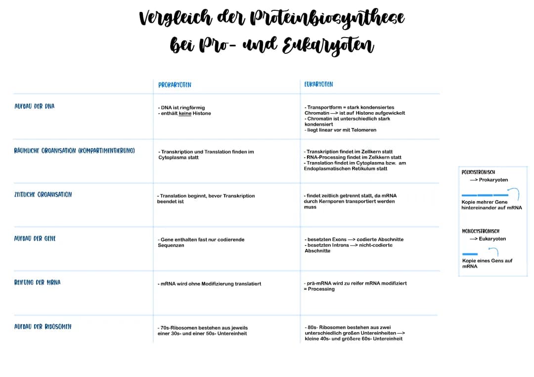 Proteinbiosynthese bei Pro- und Eukaryoten 