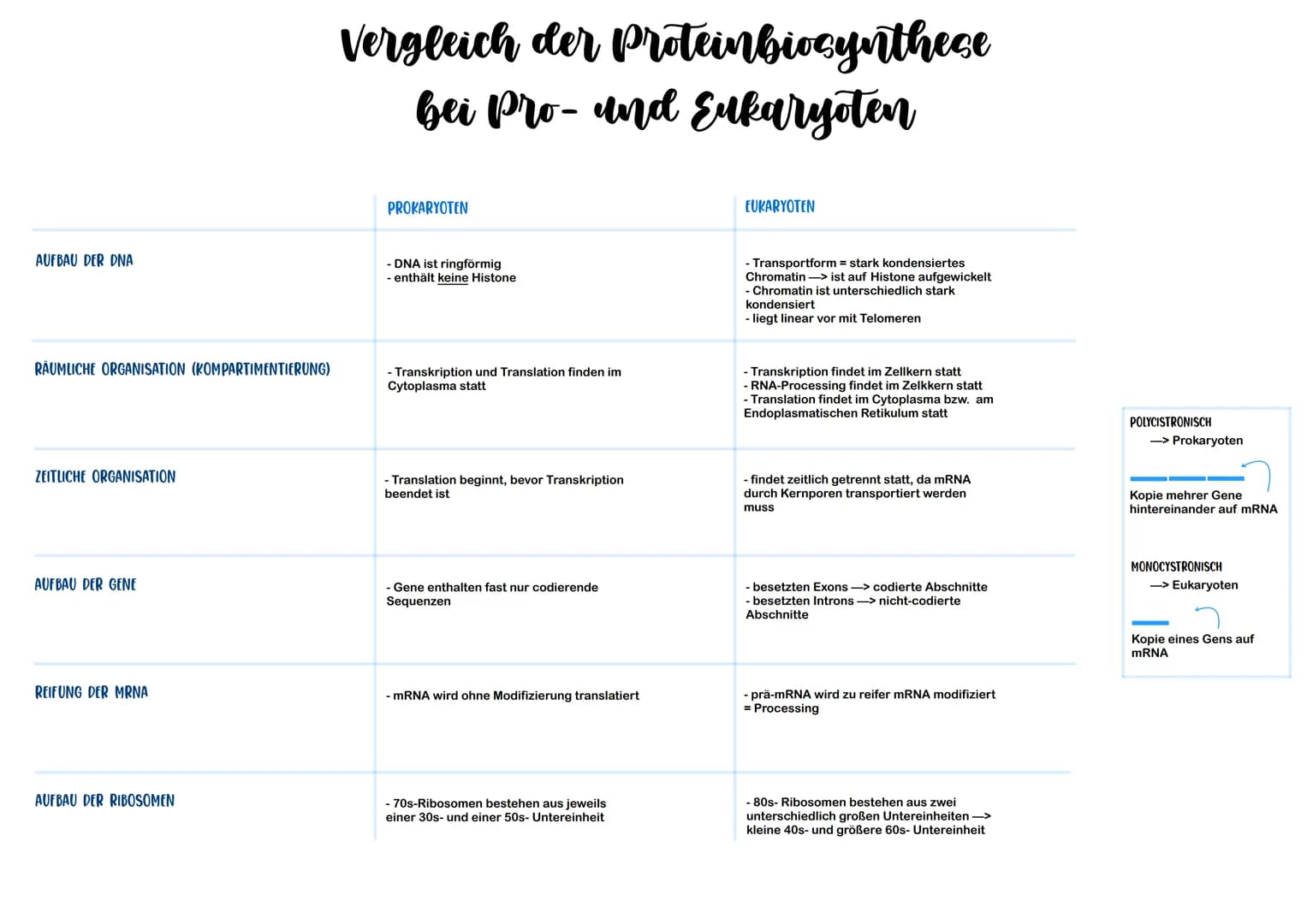 AUFBAU DER DNA
RÄUMLICHE ORGANISATION (KOMPARTIMENTIERUNG)
ZEITLICHE ORGANISATION
AUFBAU DER GENE
REIFUNG DER MRNA
AUFBAU DER RIBOSOMEN
Verg